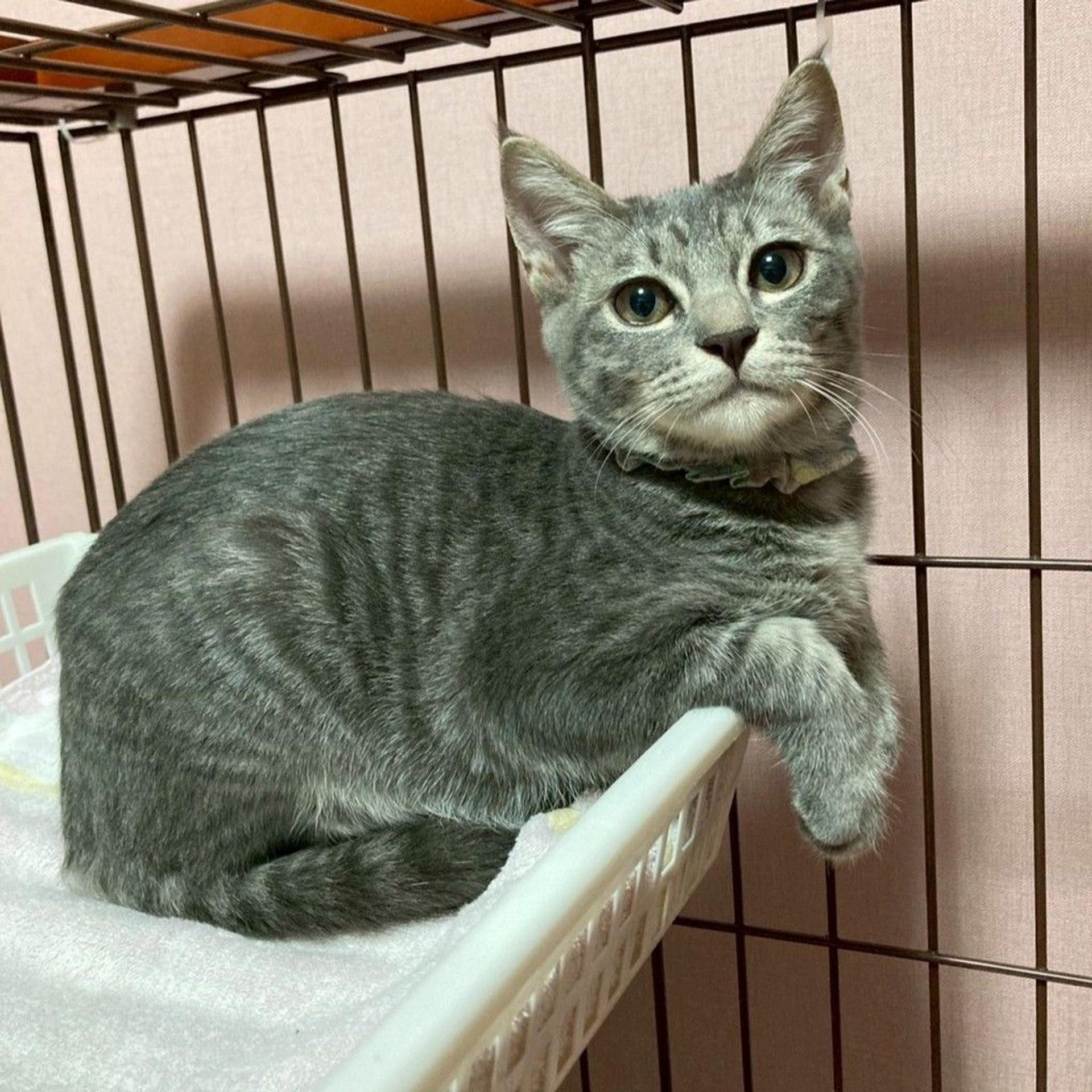 pet-image-2