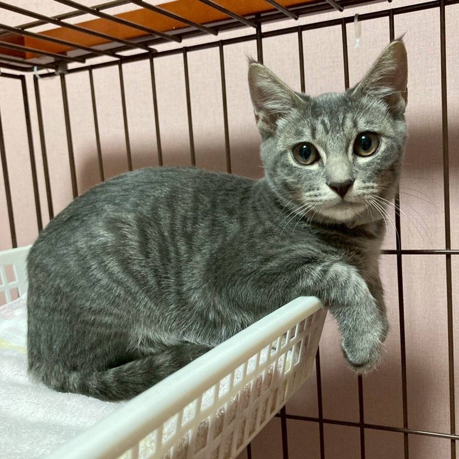 雑種（ミックス猫）・オスの里親募集の写真