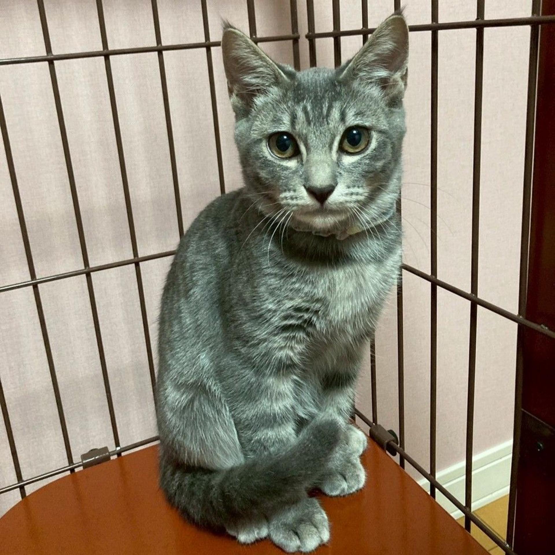 pet-image-4