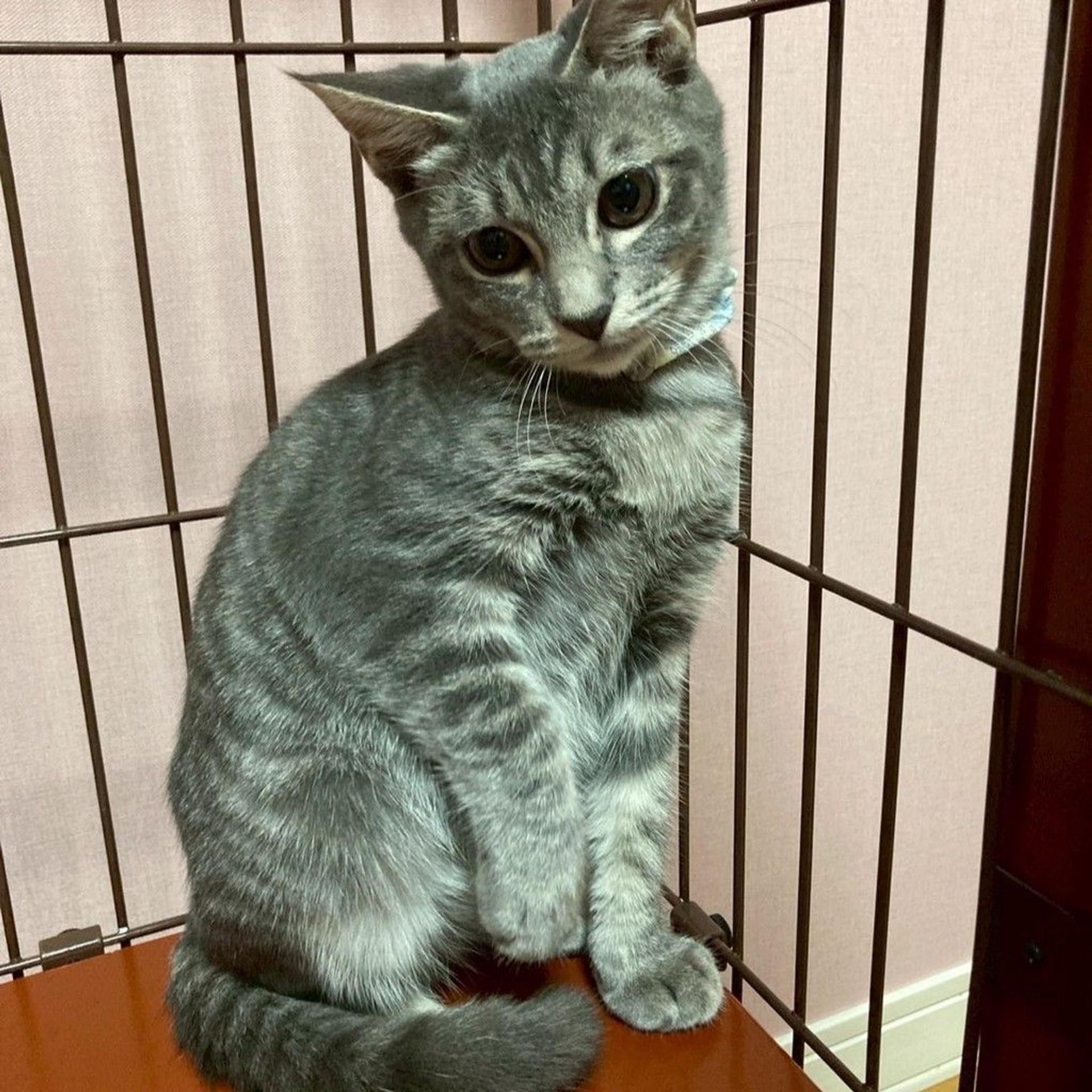 pet-image-5