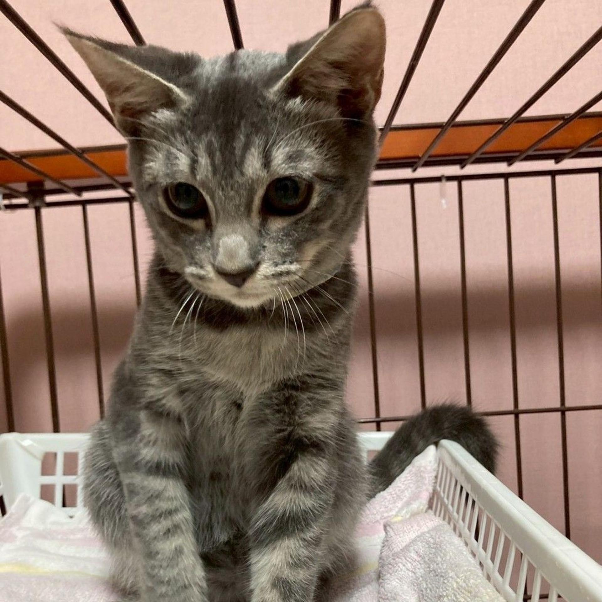 pet-image-9