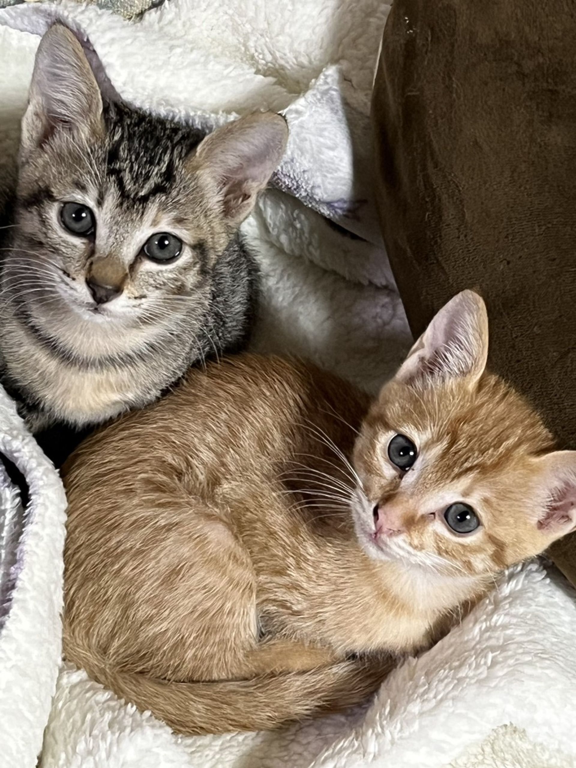 雑種（ミックス猫）・メスの里親募集の写真