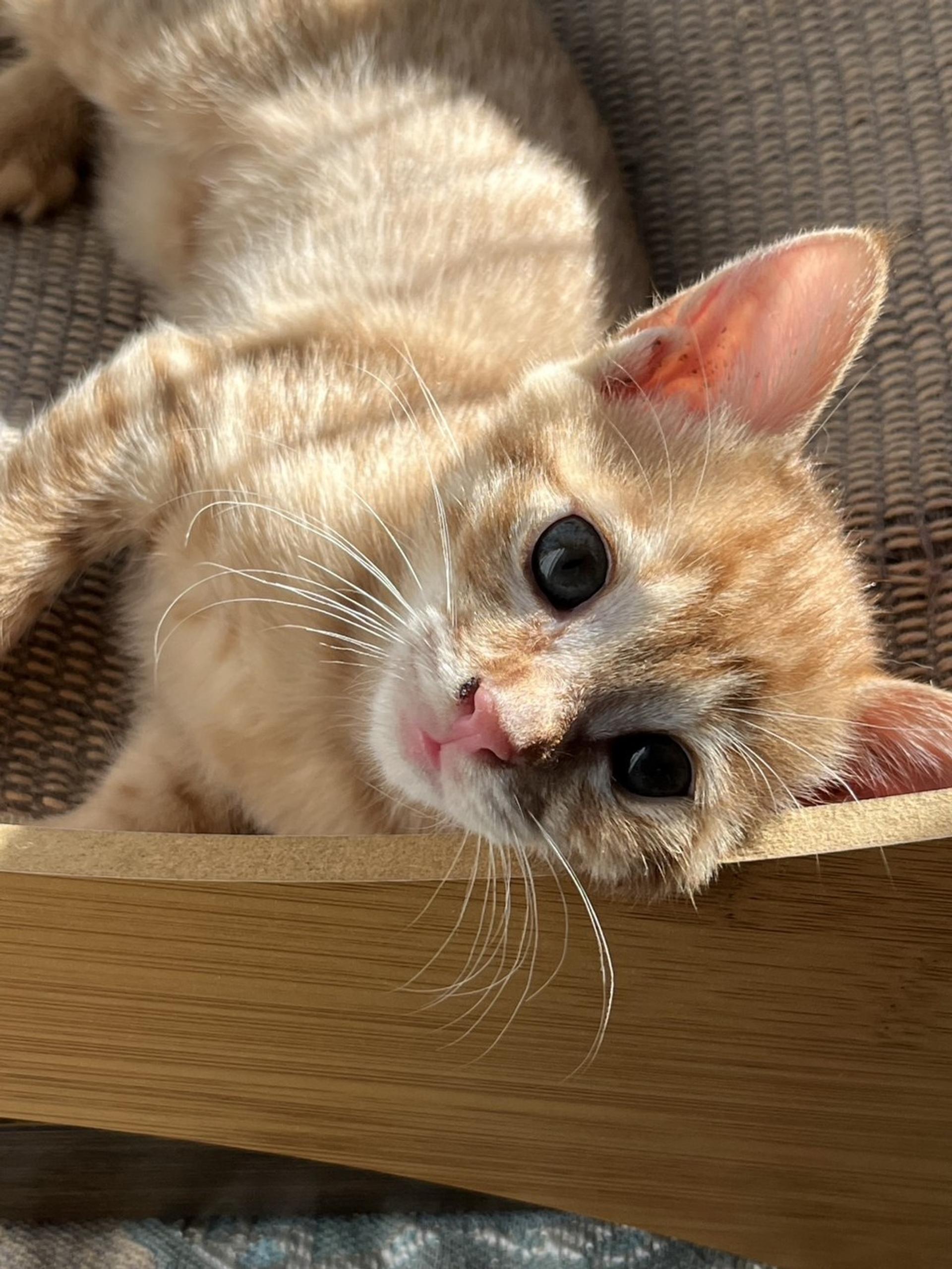 pet-image-2