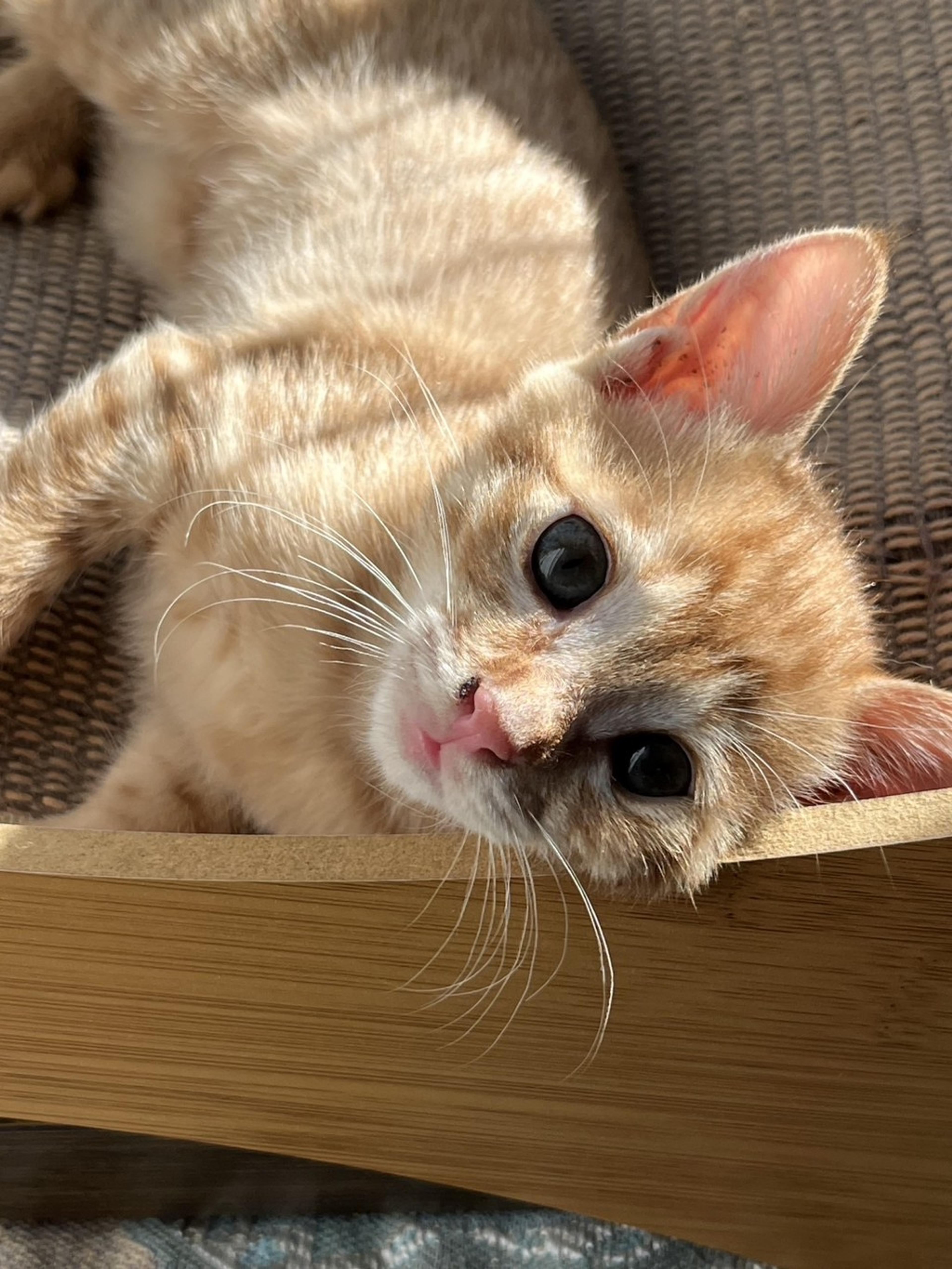 pet-image-2
