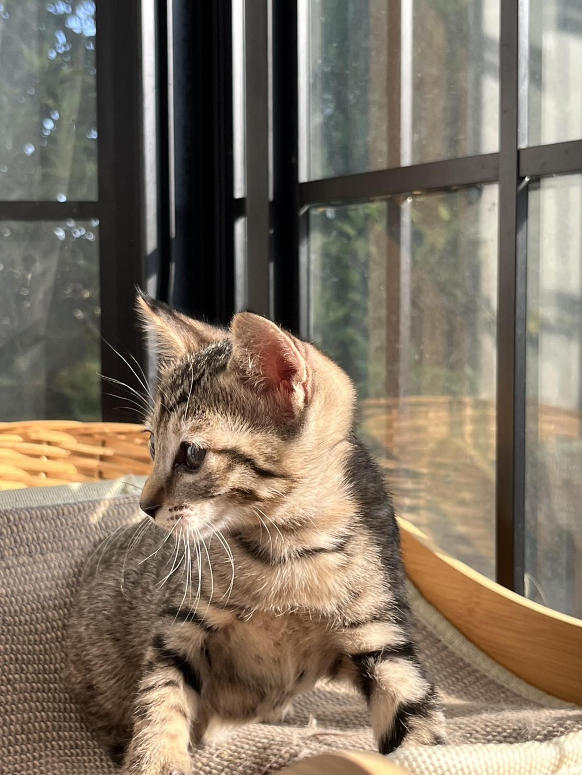 pet-image-3