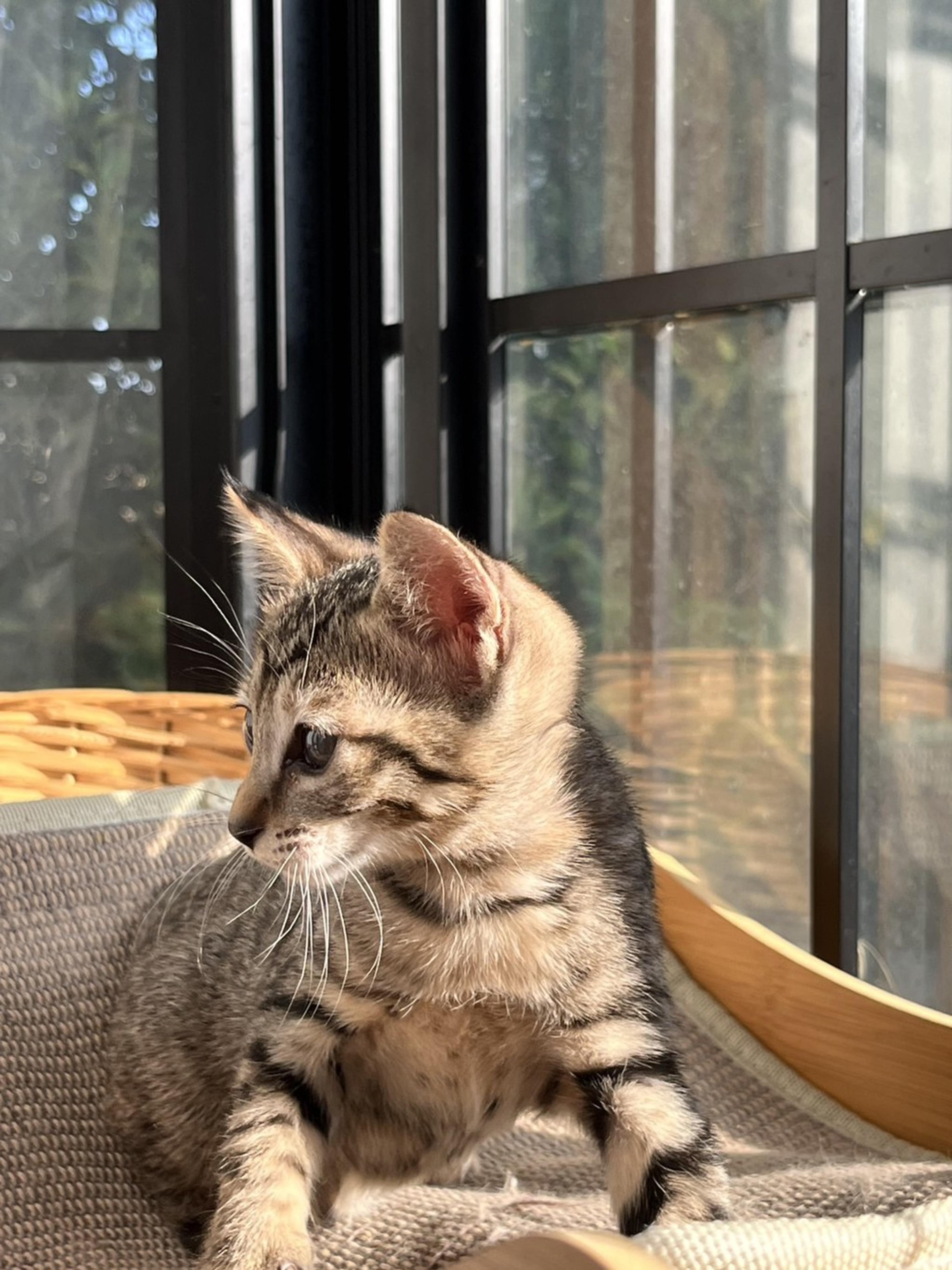 pet-image-3