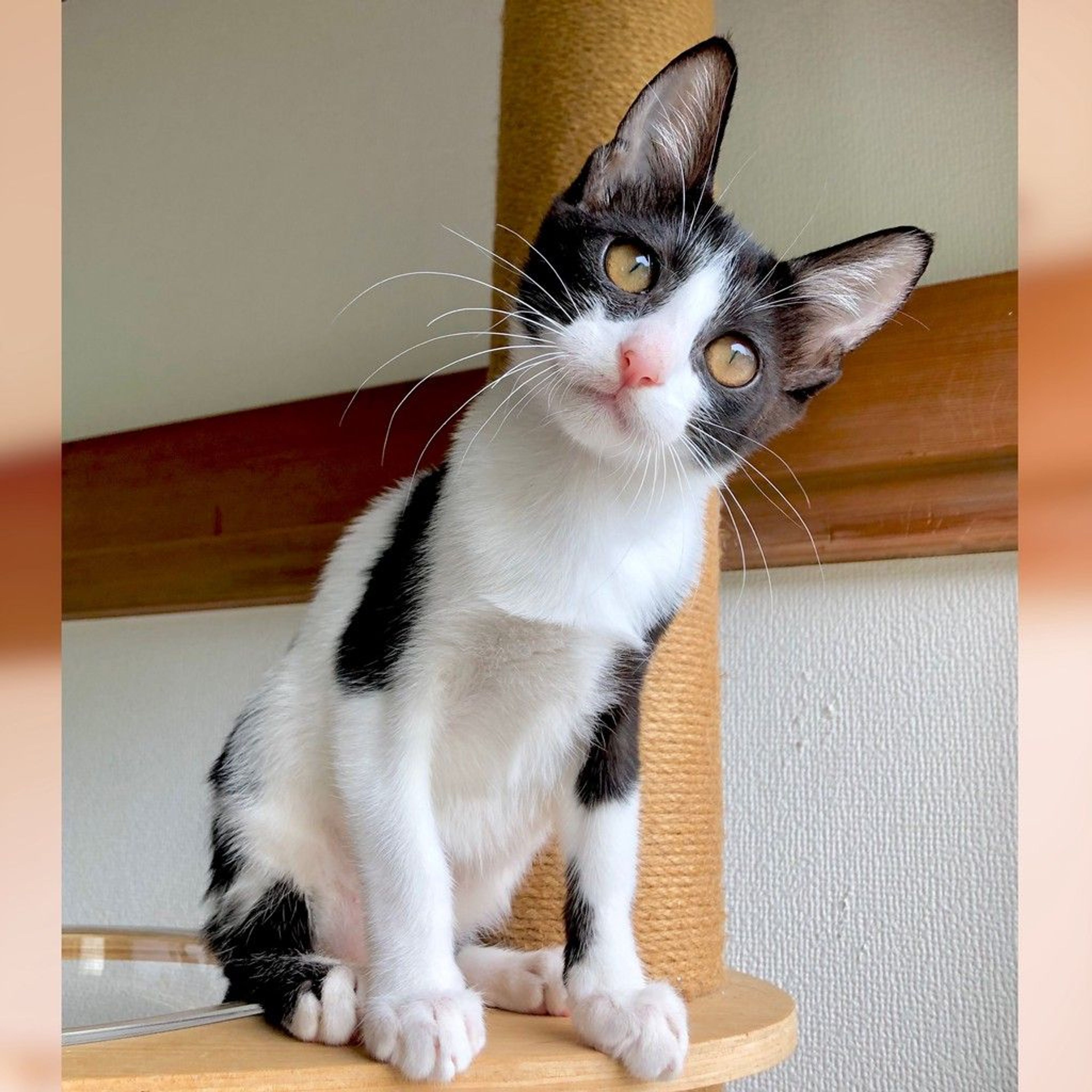 雑種（ミックス猫）・メスの里親募集の写真