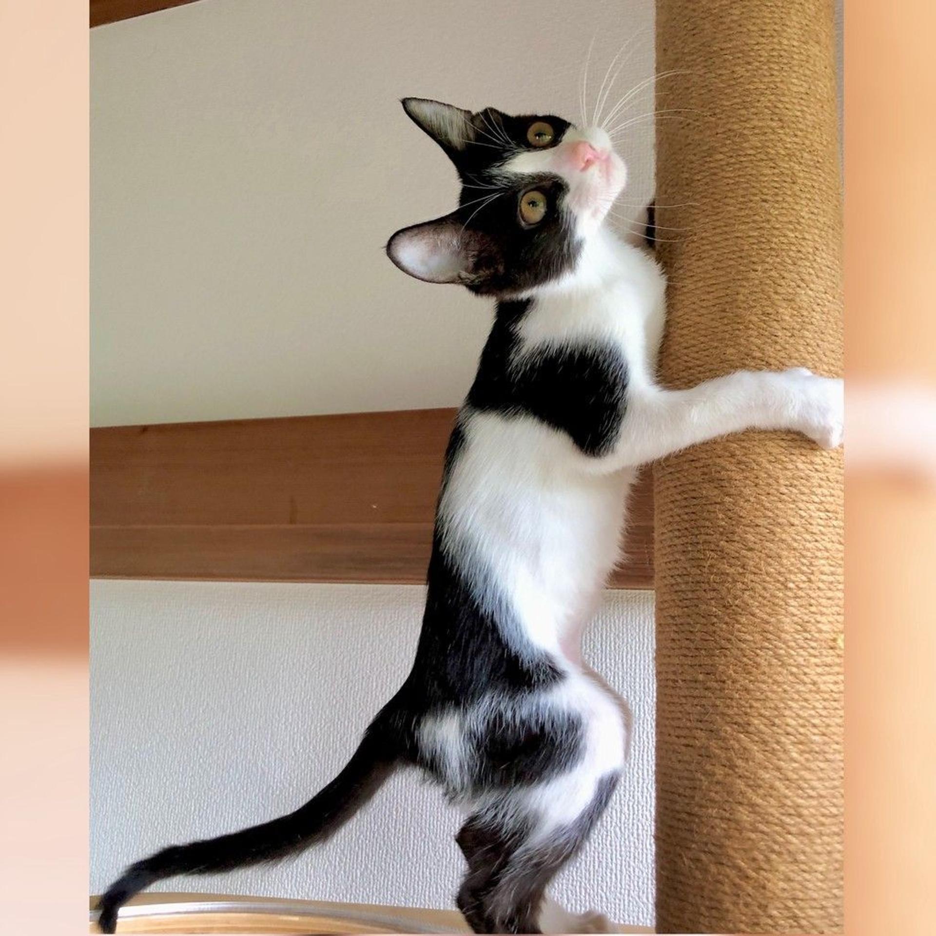 pet-image-2