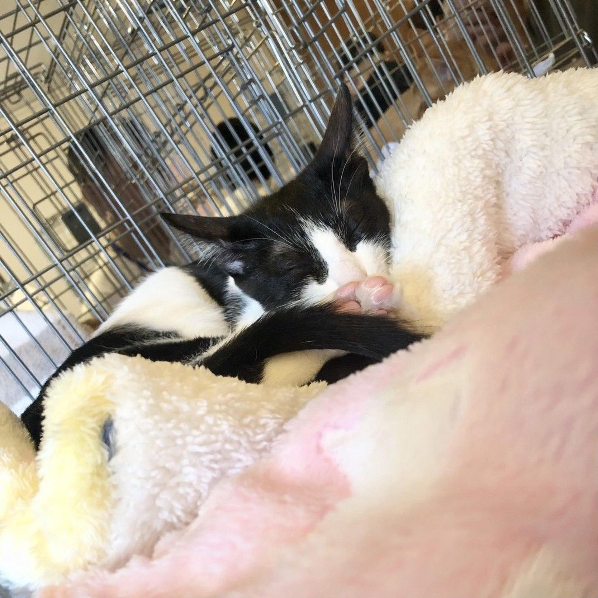 pet-image-4