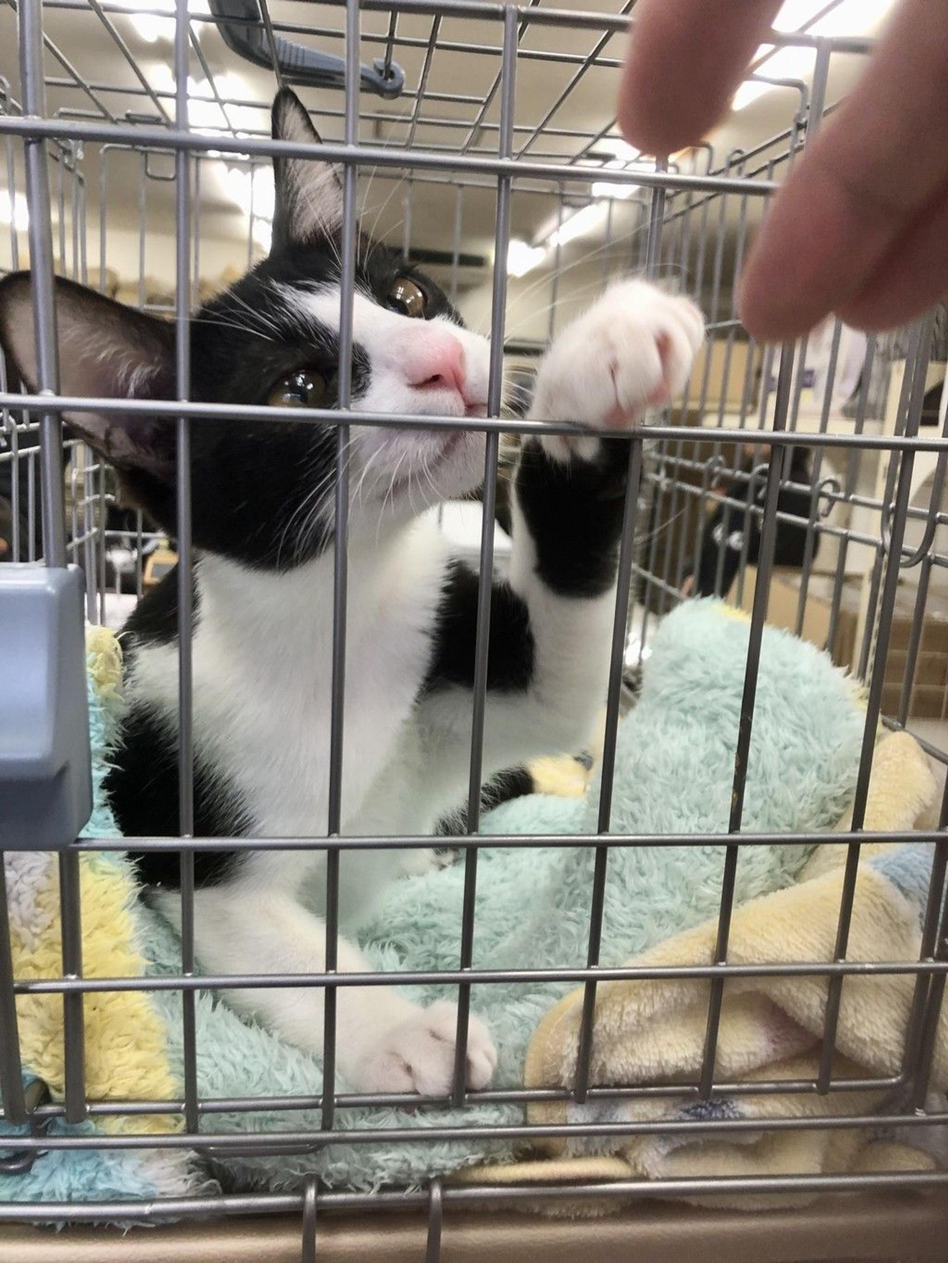 pet-image-9