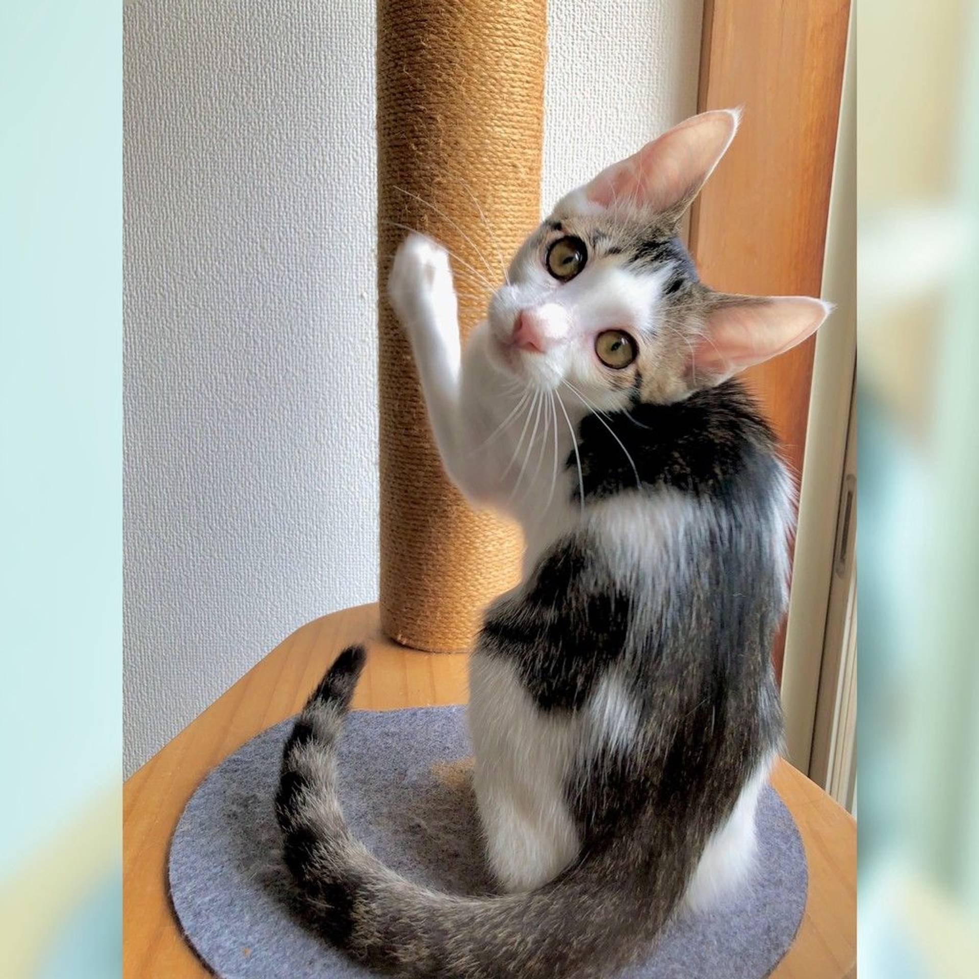 雑種（ミックス猫）・オスの里親募集の写真