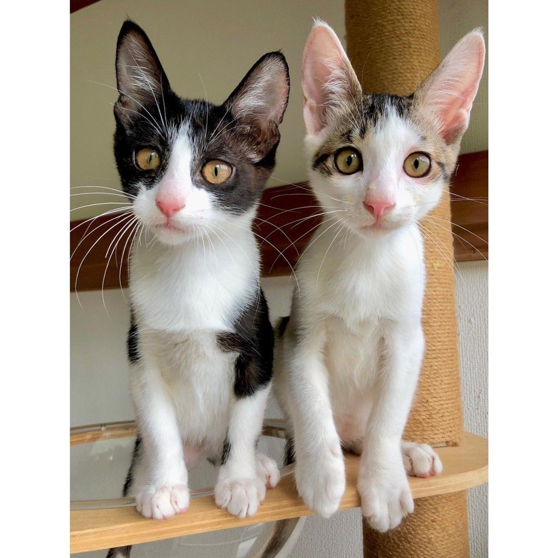 pet-image-6