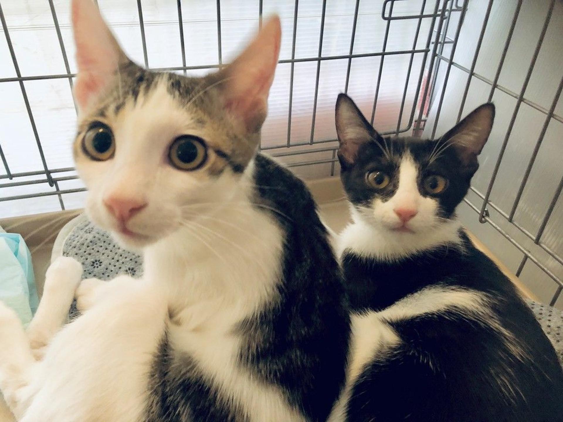 pet-image-7