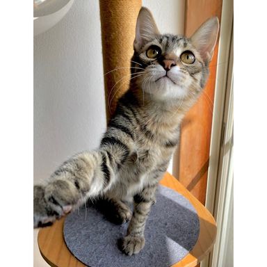 雑種（ミックス猫）・オスの里親募集の写真