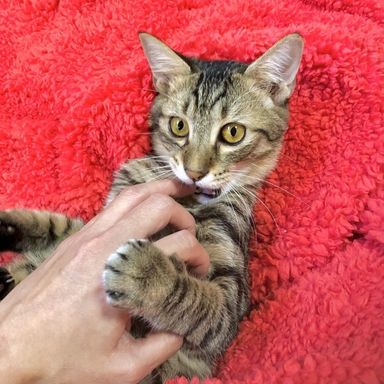 雑種（ミックス猫）・オスの里親募集の写真