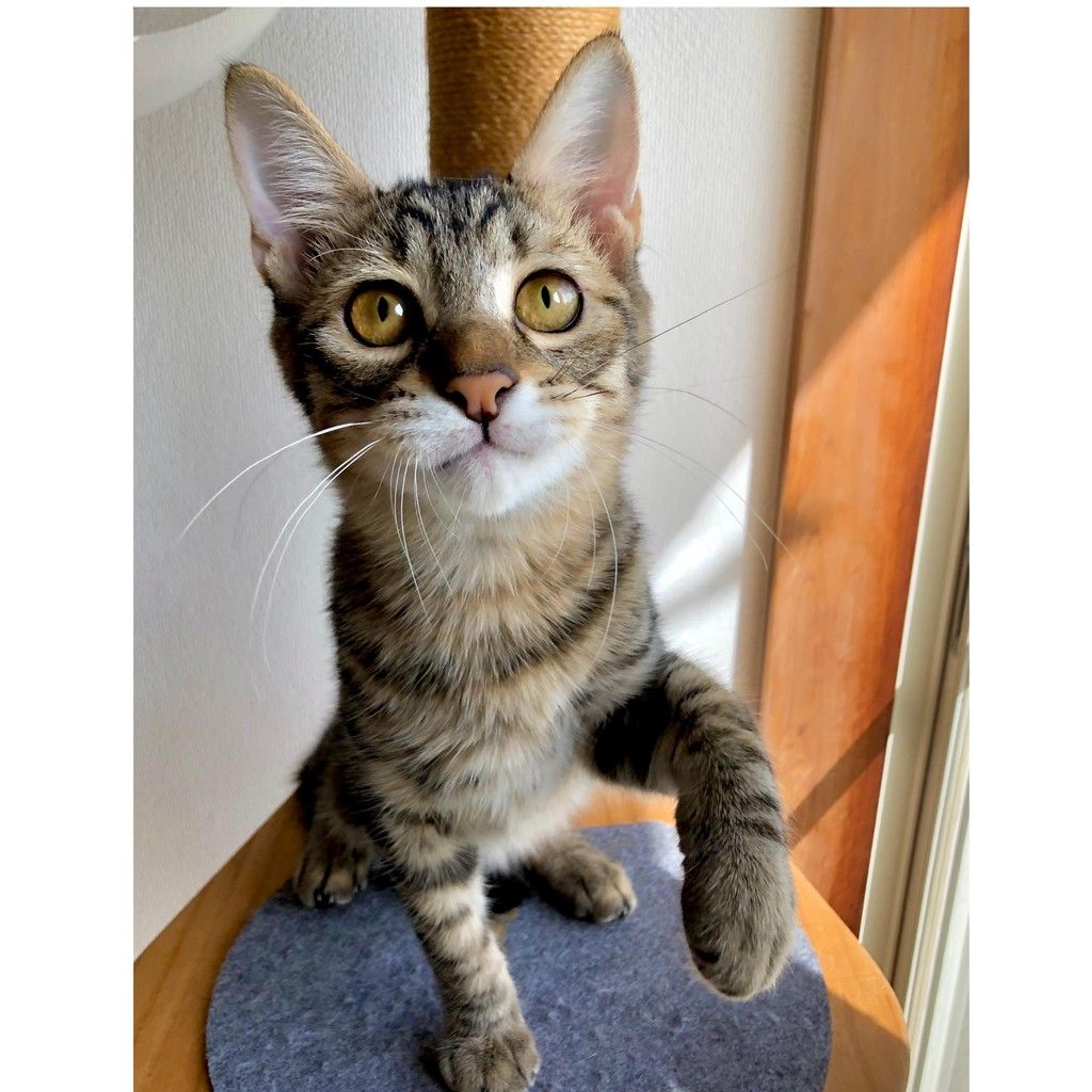 pet-image-6