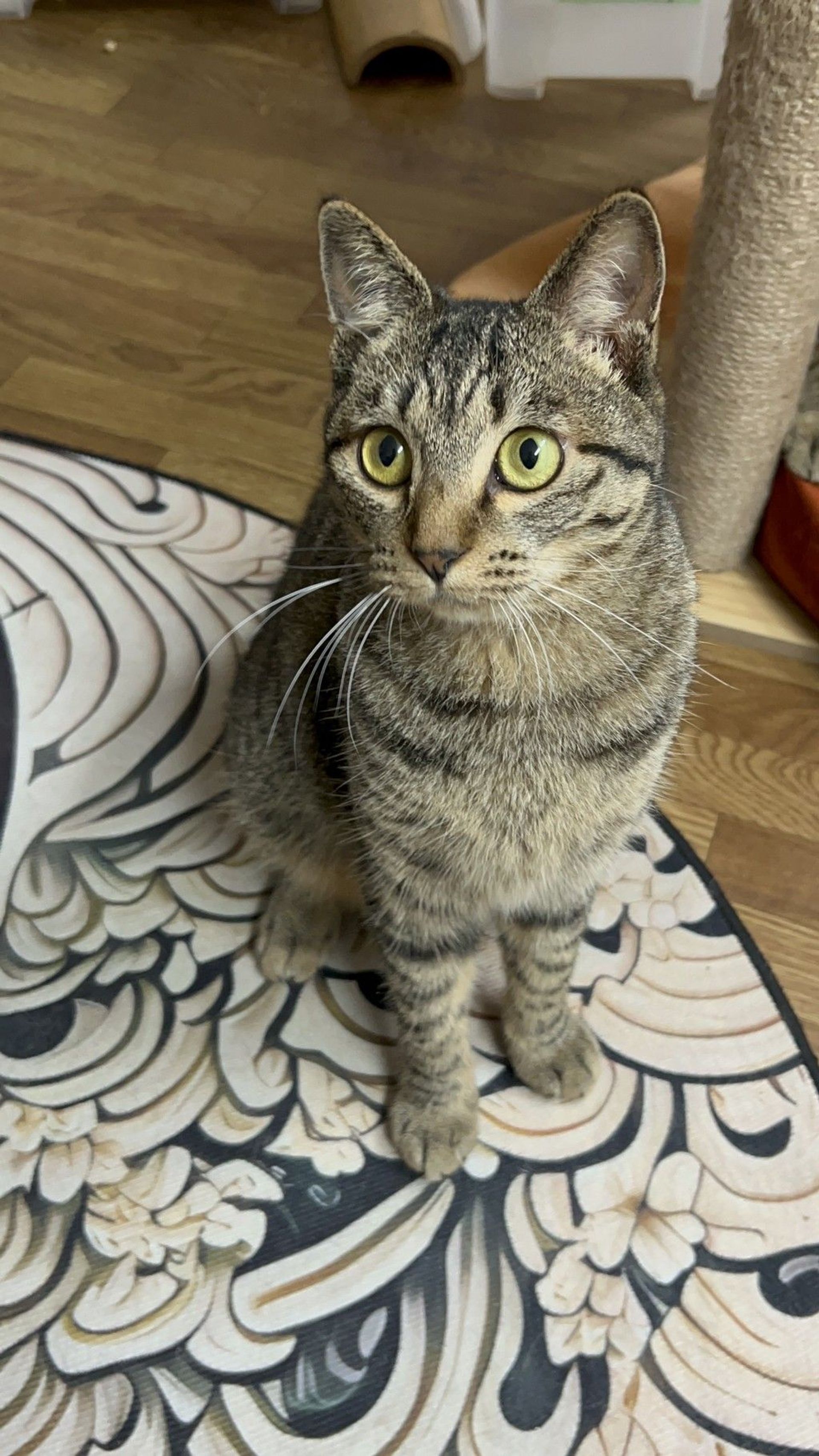 雑種（ミックス猫）・メスの里親募集の写真