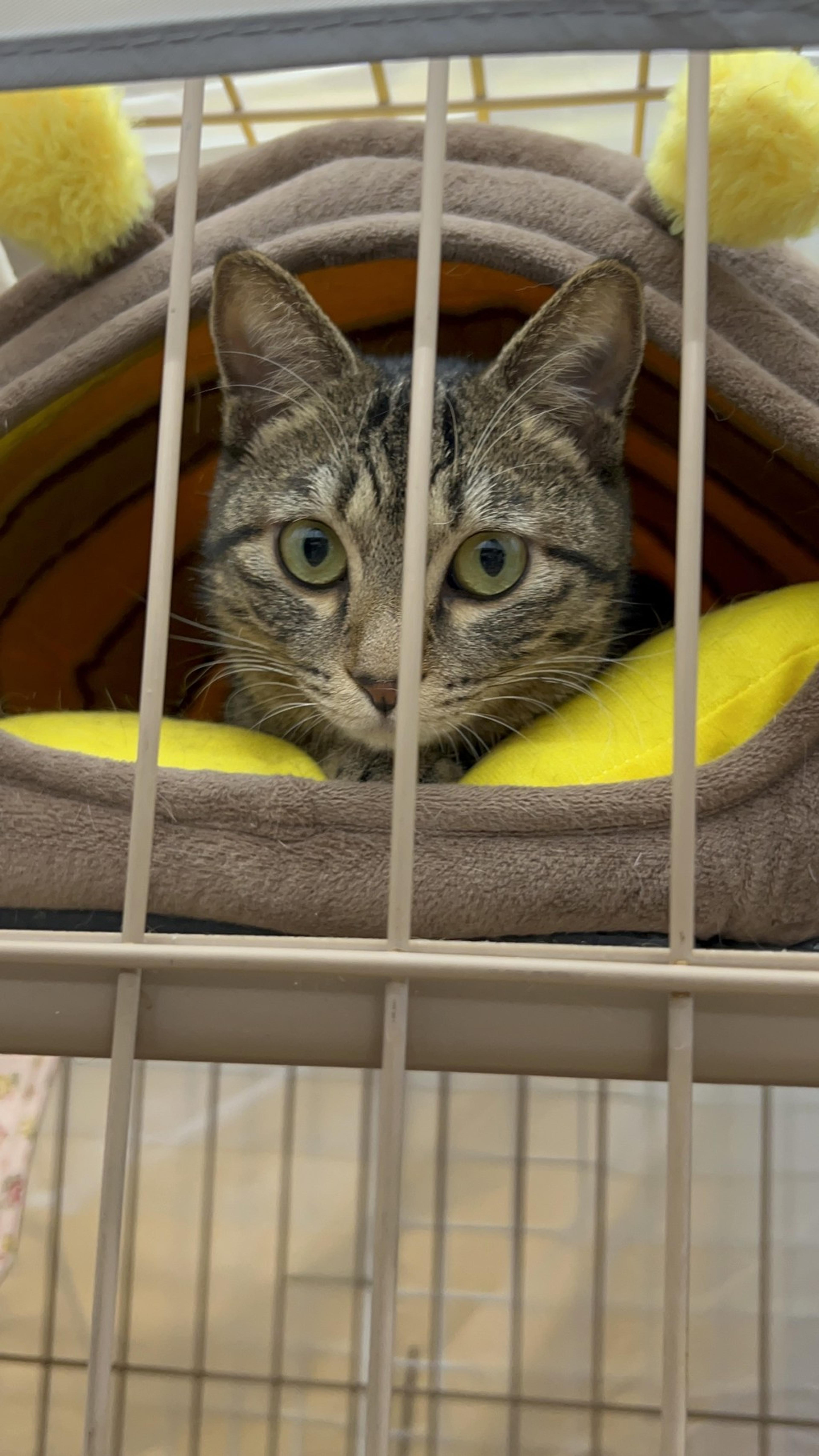 pet-image-2