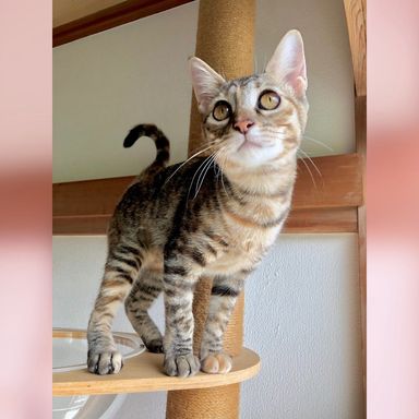 ドーナツチーム❤︎人間大好きポップちゃん