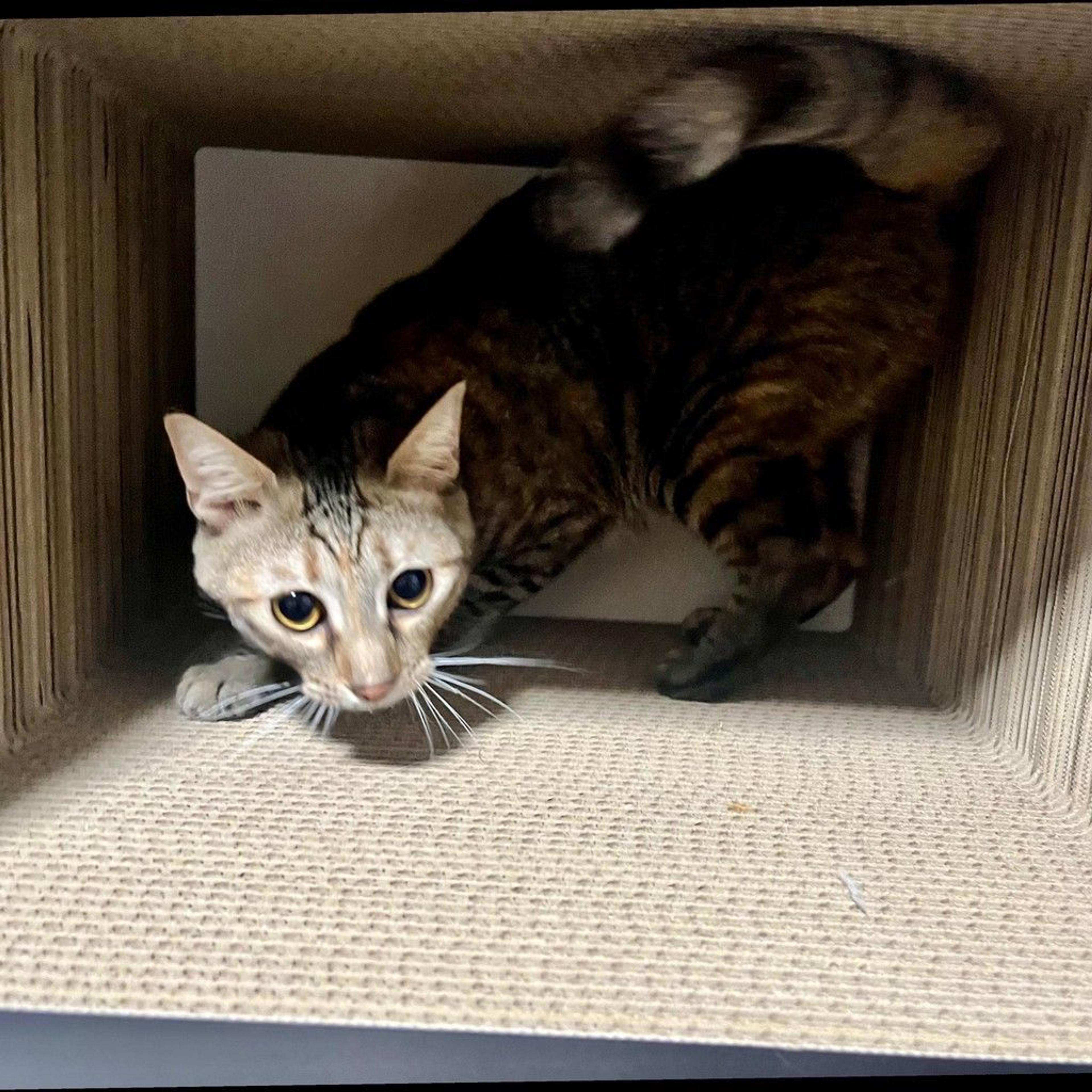 pet-image-9