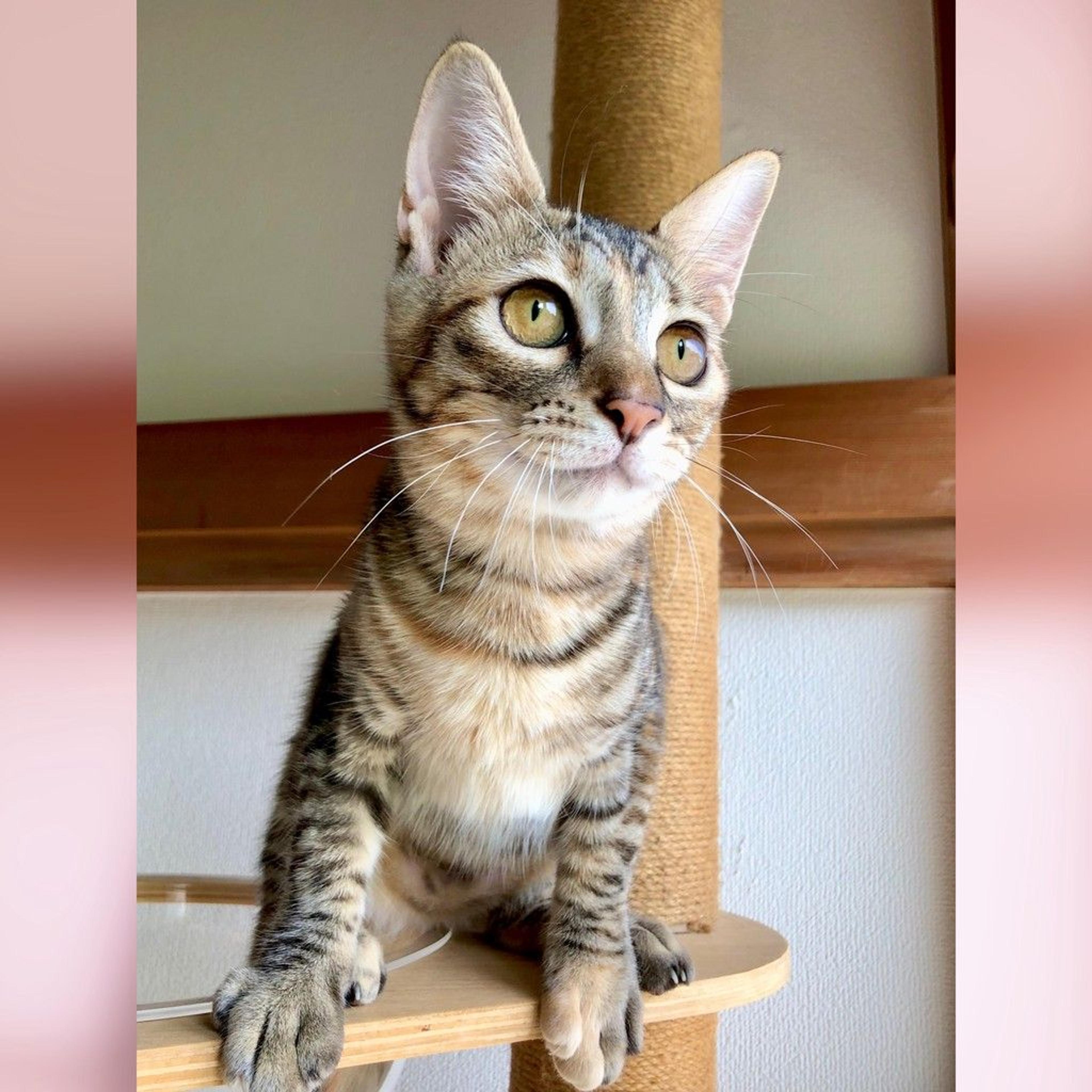 pet-image-10