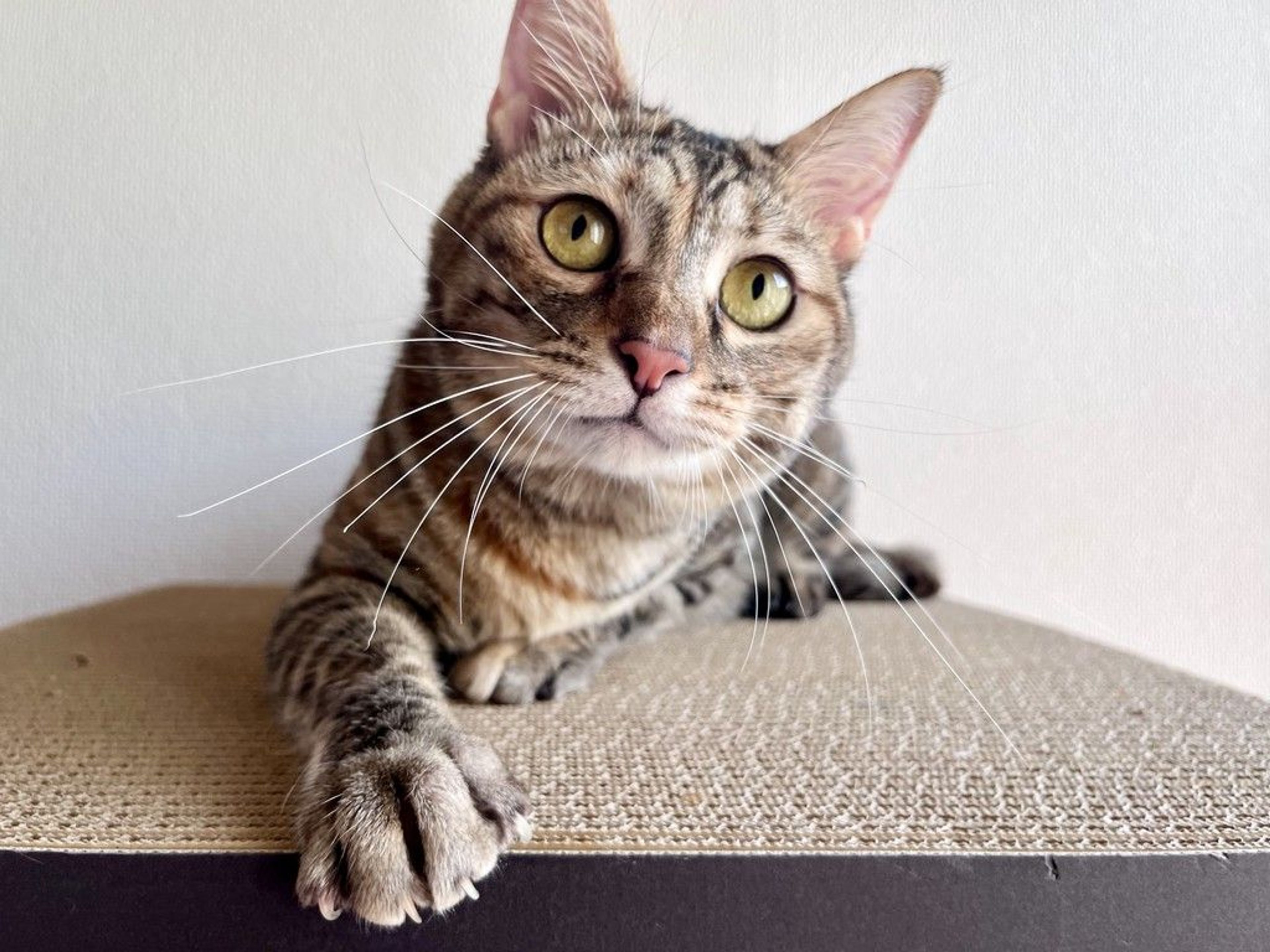 雑種（ミックス猫）・メスの里親募集の写真