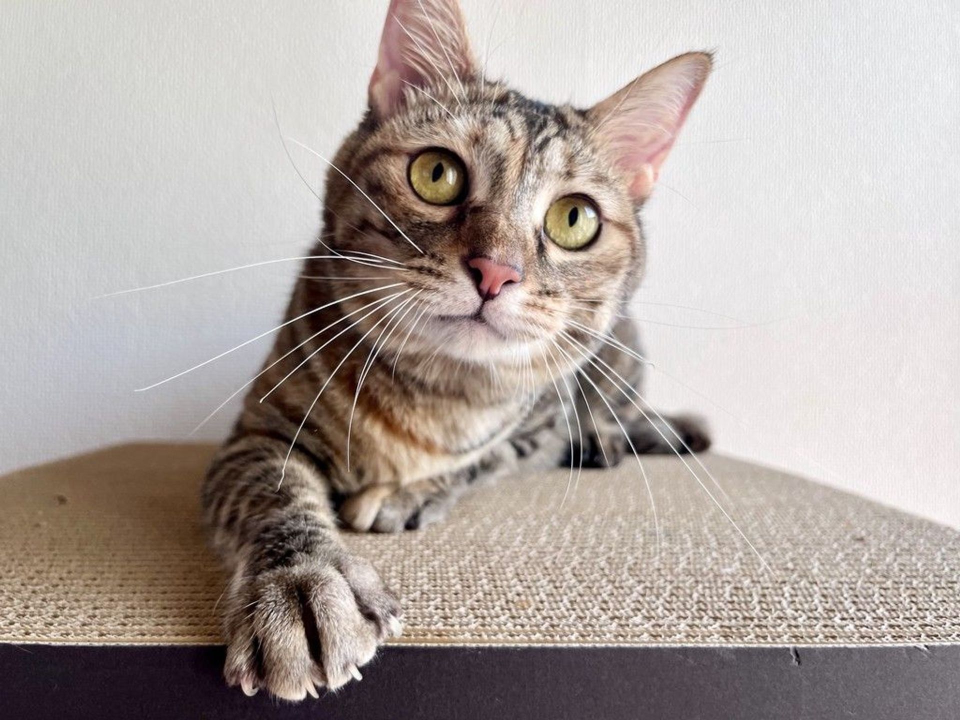 雑種（ミックス猫）・メスの里親募集の写真