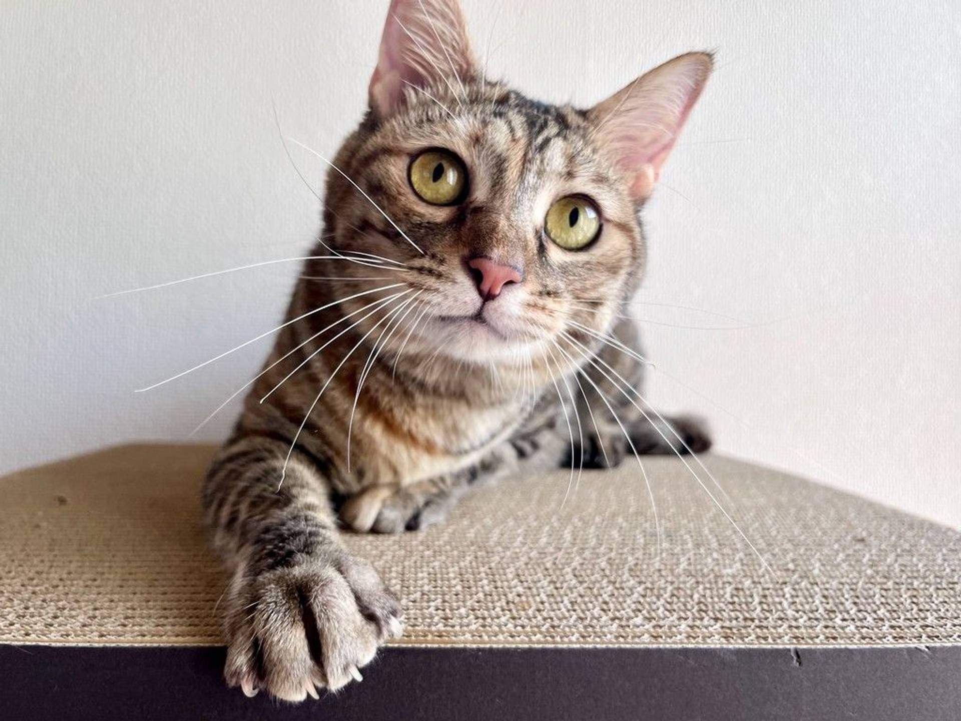 雑種（ミックス猫）・メスの里親募集の写真
