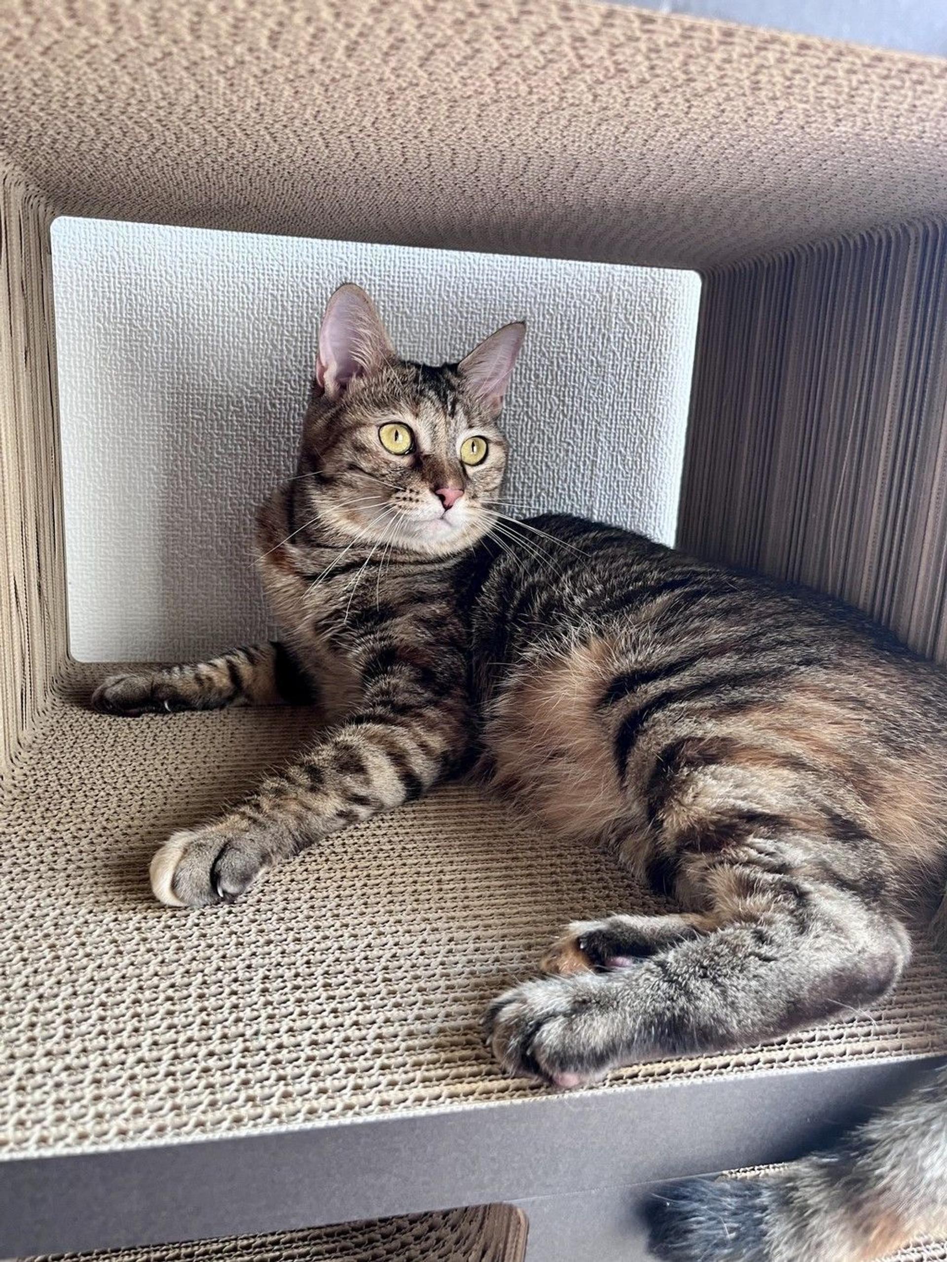 pet-image-4