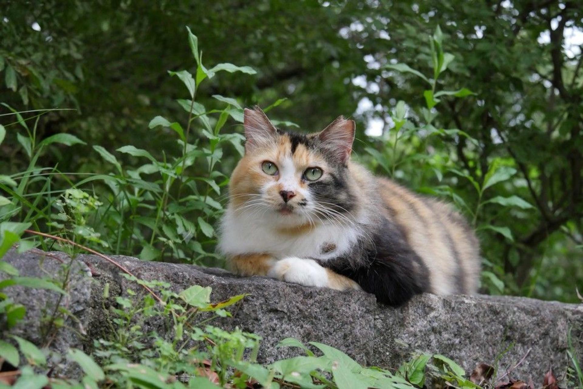 pet-image-2