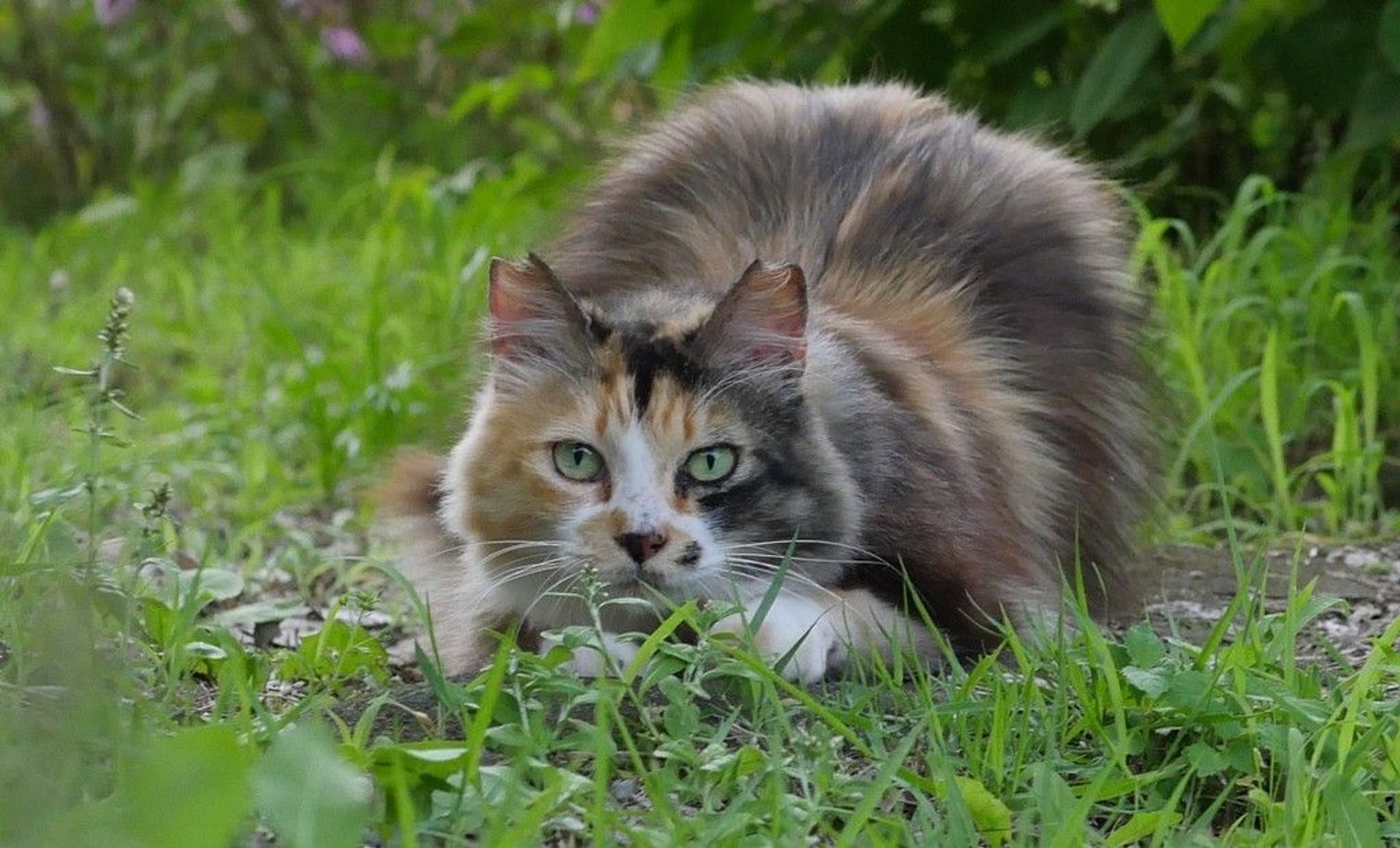 雑種（ミックス猫）・メスの里親募集の写真