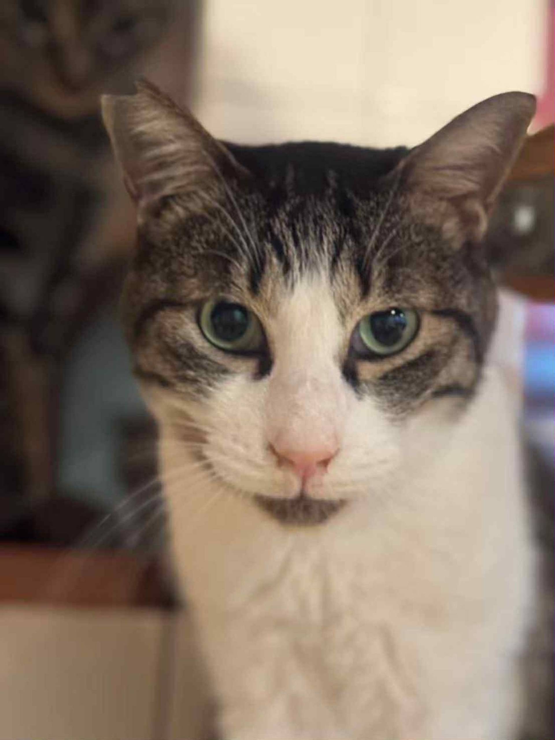 雑種（ミックス猫）・オスの里親募集の写真