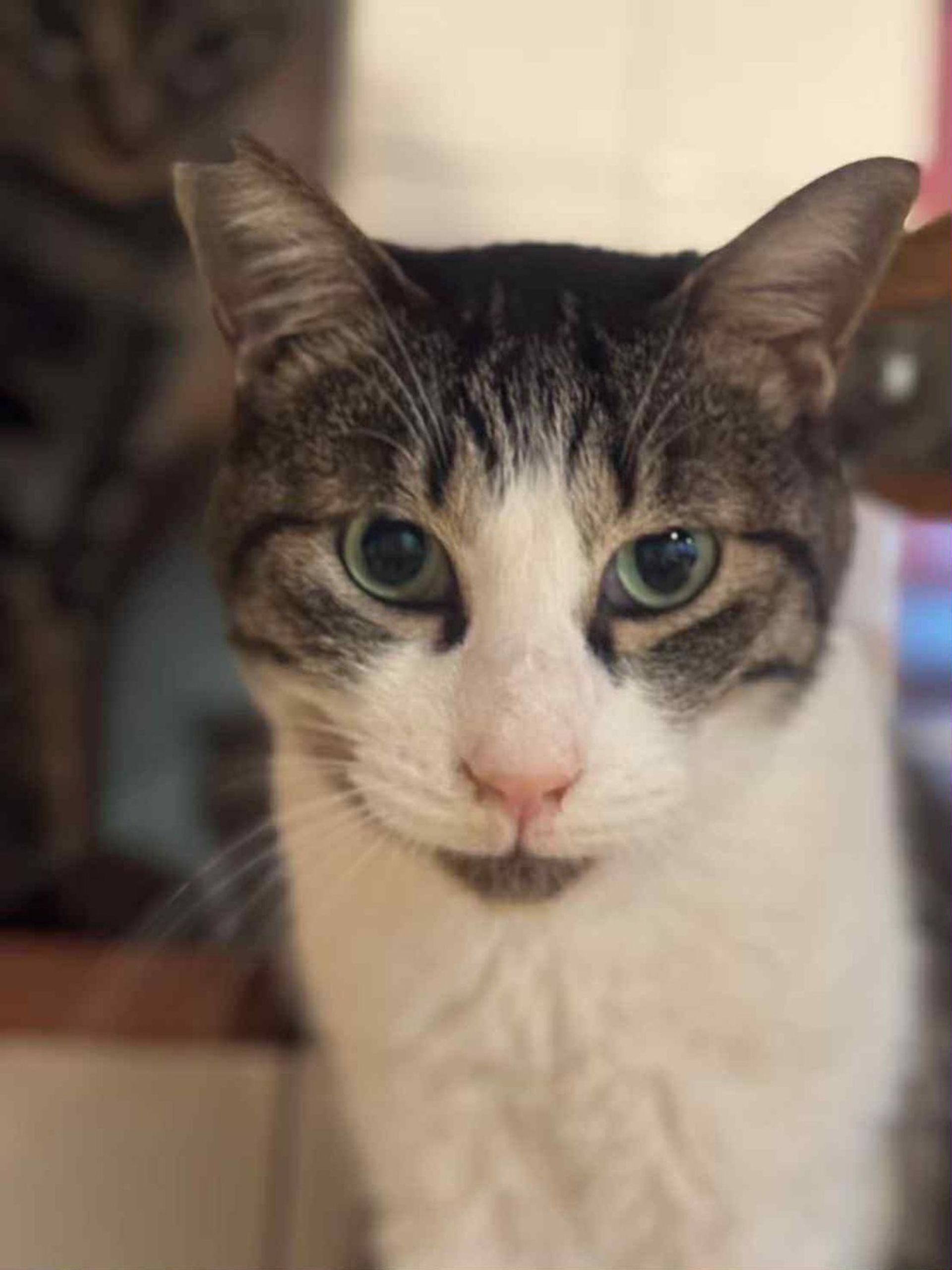 雑種（ミックス猫）・オスの里親募集の写真