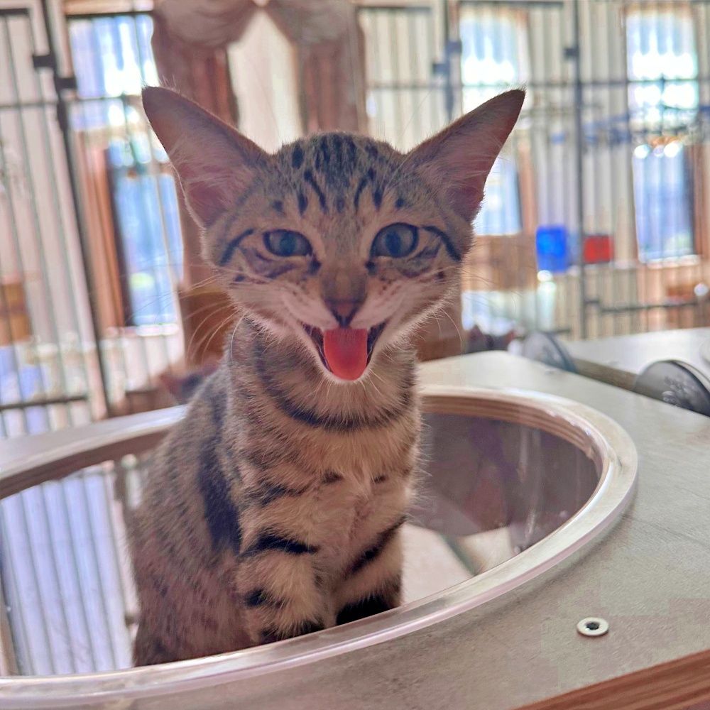 赤ちゃん気質の甘えん坊♪キジトラの子猫♡うみくん | 雑種（ミックス