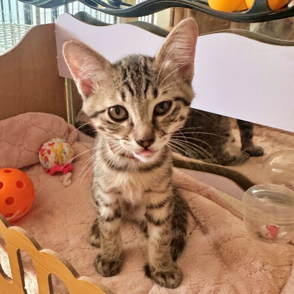 赤ちゃん気質の甘えん坊♪キジトラの子猫♡うみくん | 雑種（ミックス