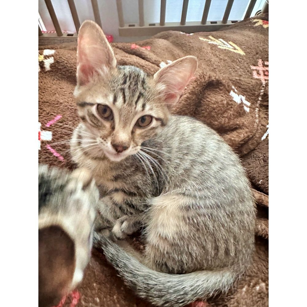 赤ちゃん気質の甘えん坊♪キジトラの子猫♡うみくん | 雑種（ミックス