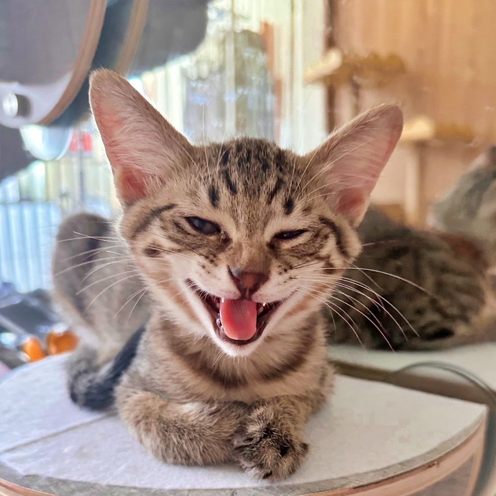 赤ちゃん気質の甘えん坊♪キジトラの子猫♡うみくん | 雑種（ミックス