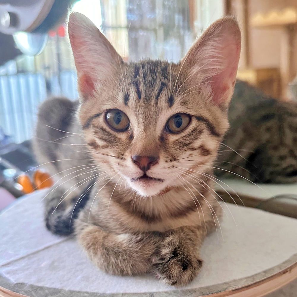 赤ちゃん気質の甘えん坊♪キジトラの子猫♡うみくん | 雑種（ミックス