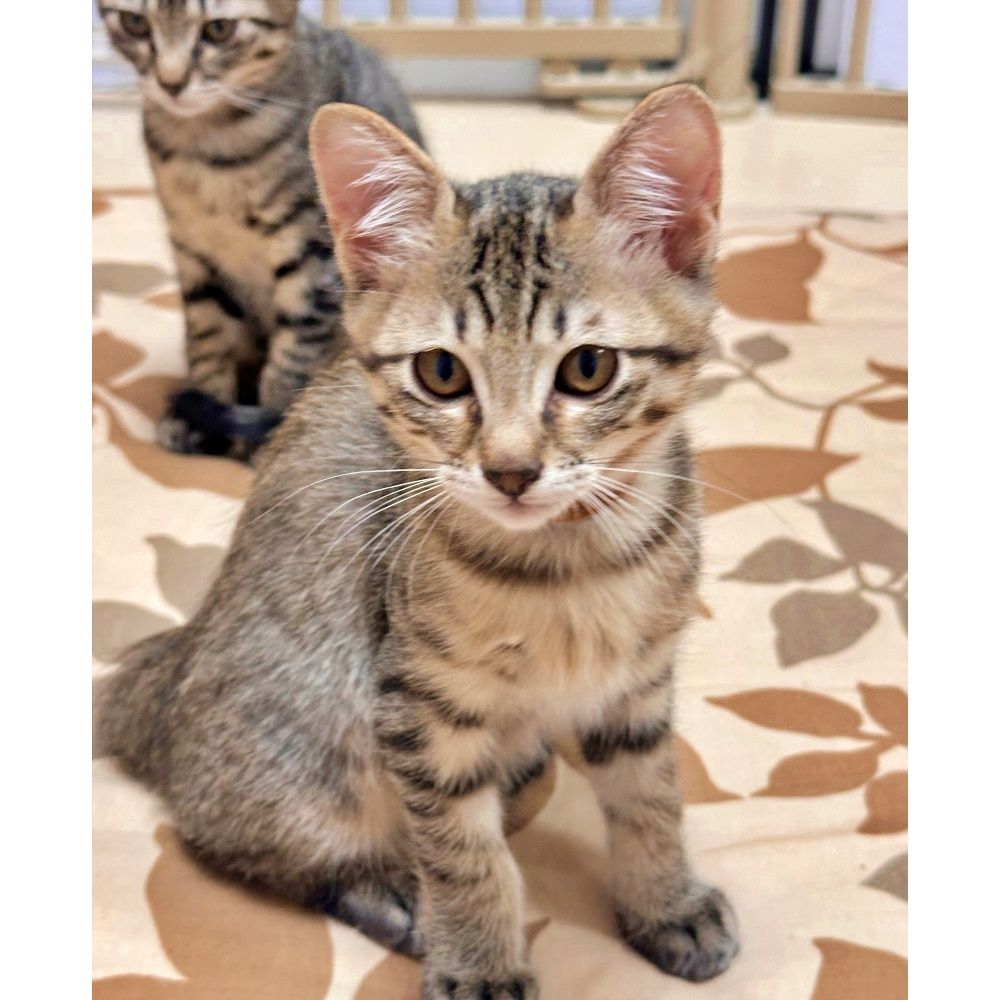 赤ちゃん気質の甘えん坊♪キジトラの子猫♡うみくん | 雑種（ミックス