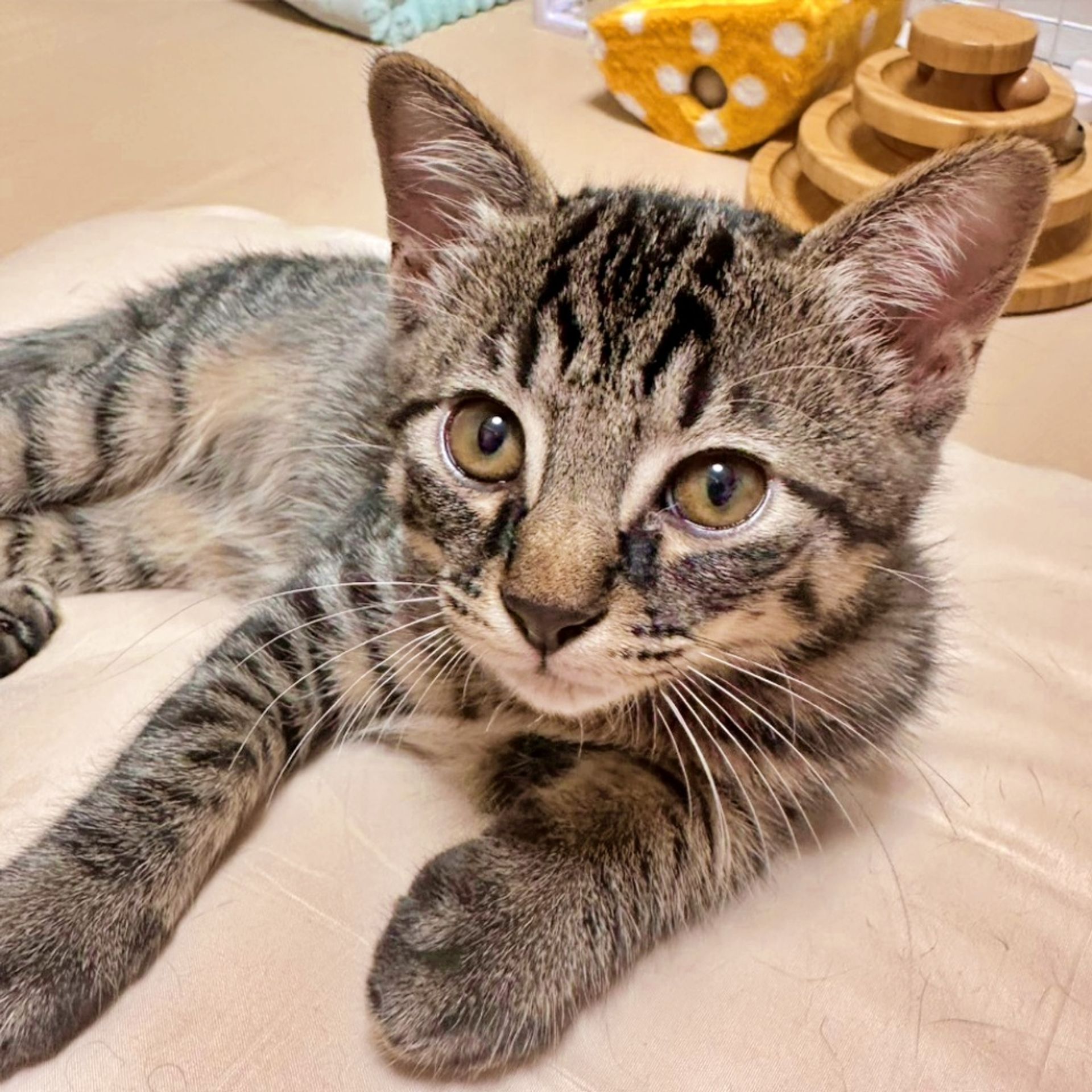 雑種（ミックス猫）・オスの里親募集の写真