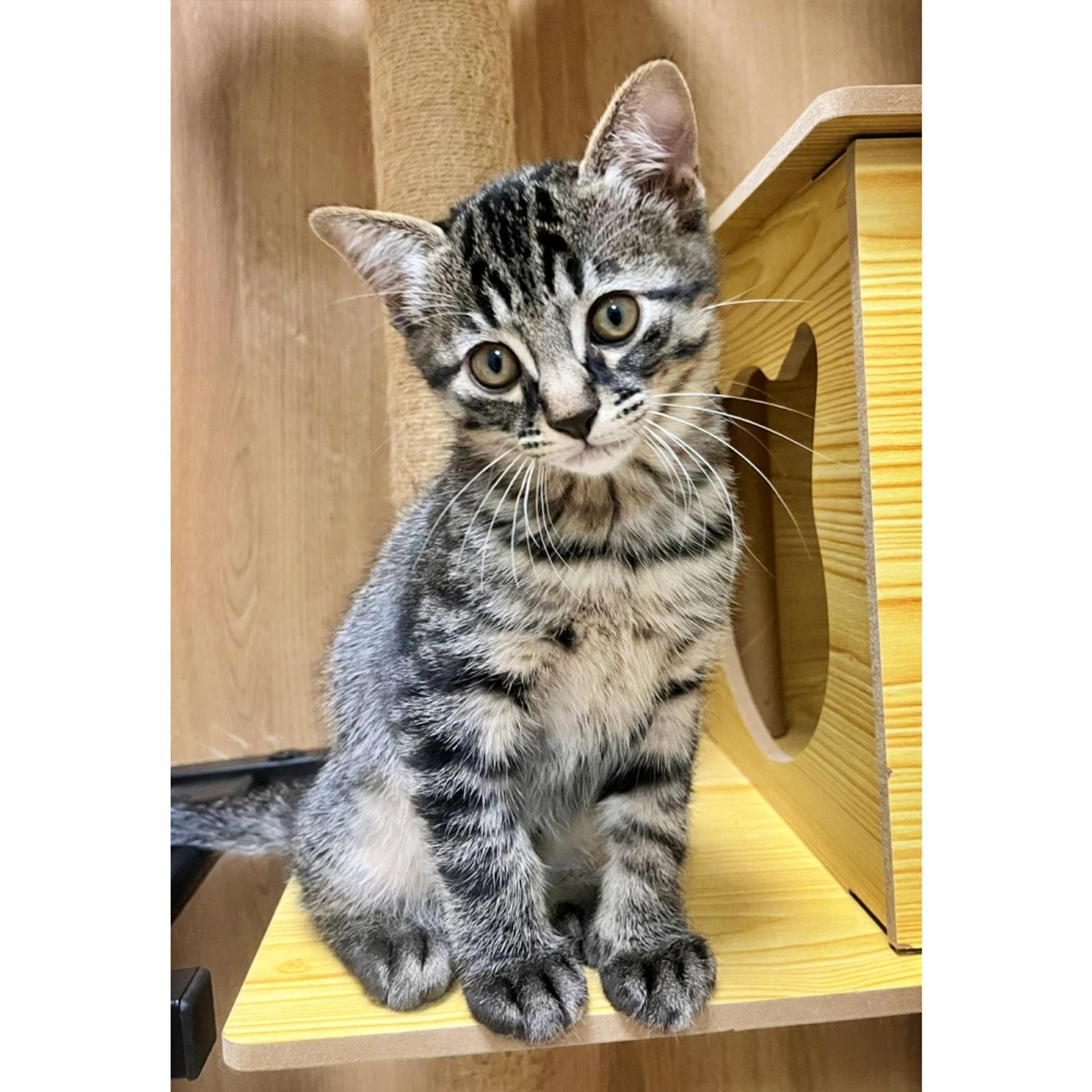 pet-image-3
