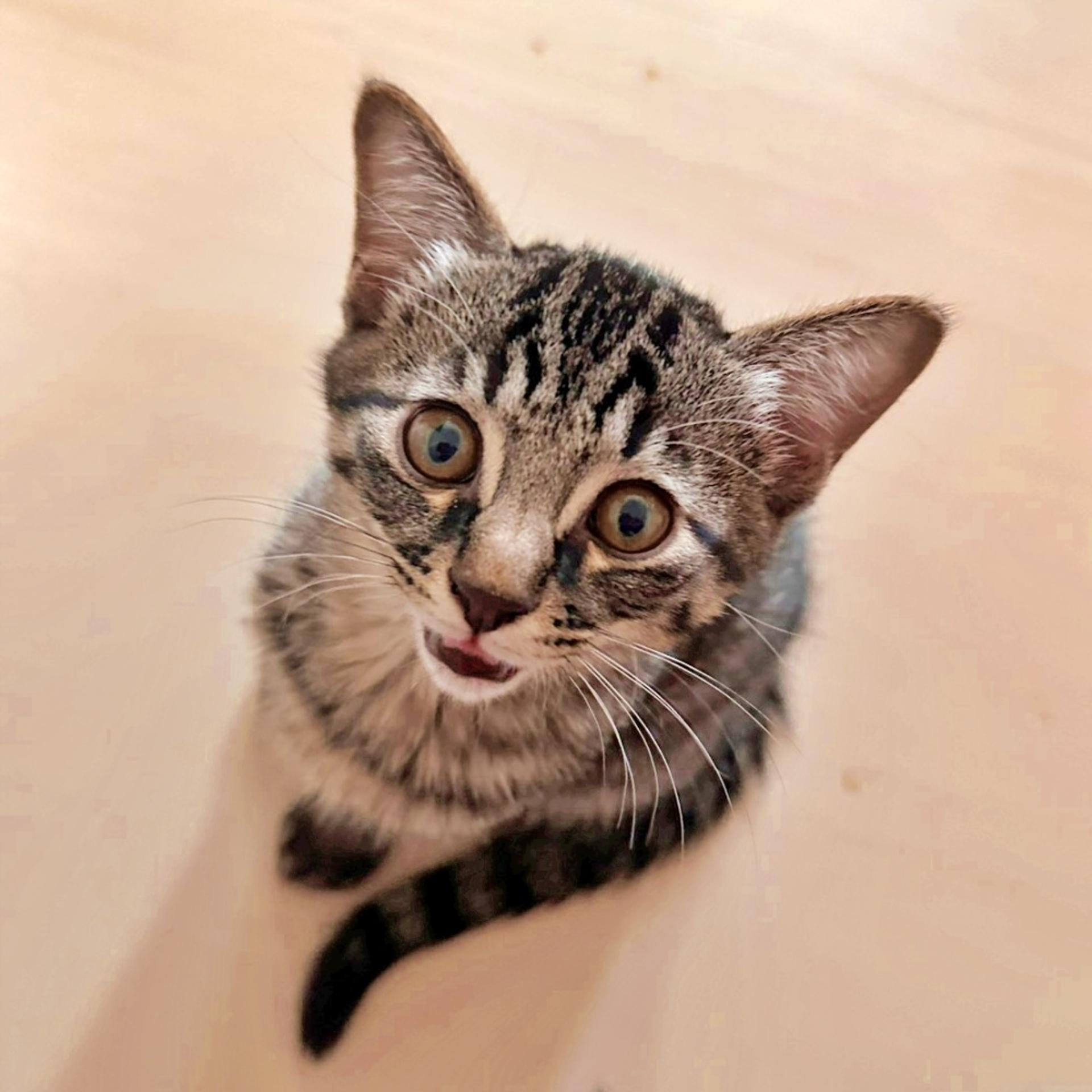 pet-image-4