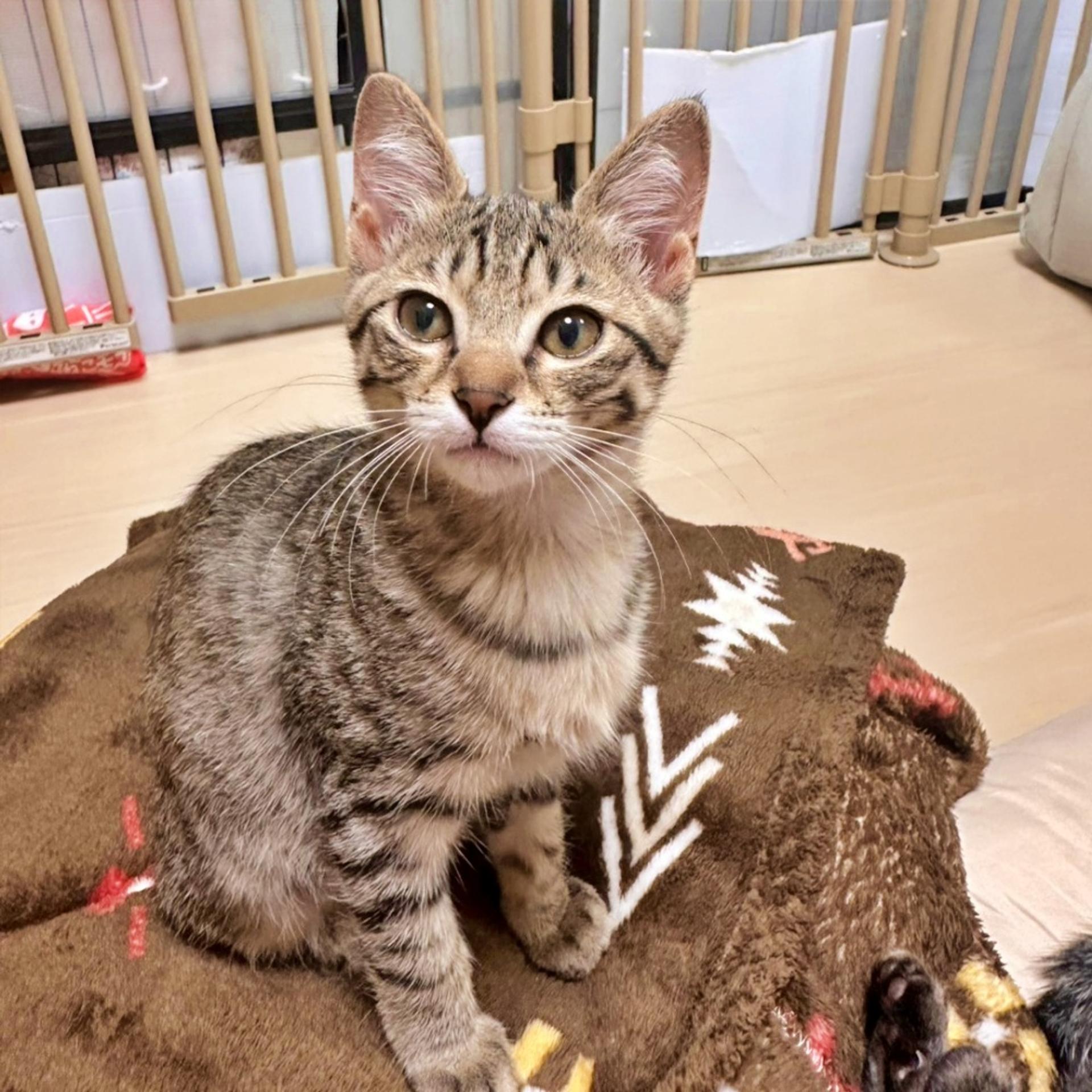 pet-image-2