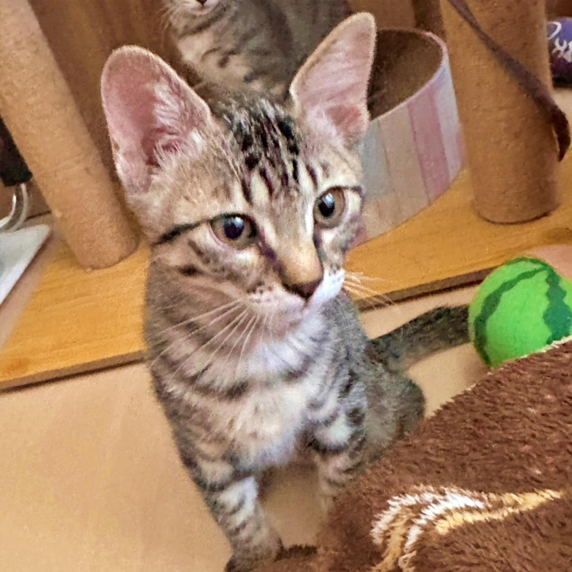 pet-image-3