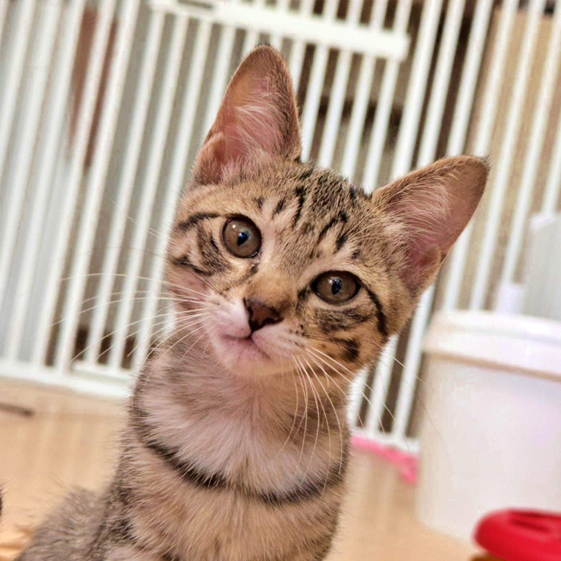 雑種（ミックス猫）・メスの里親募集の写真