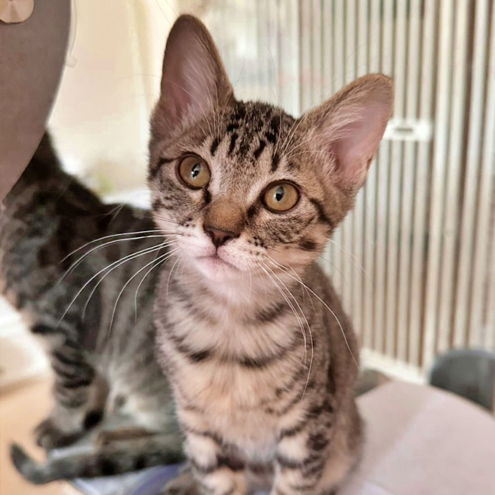 雑種（ミックス猫）・メスの里親募集の写真