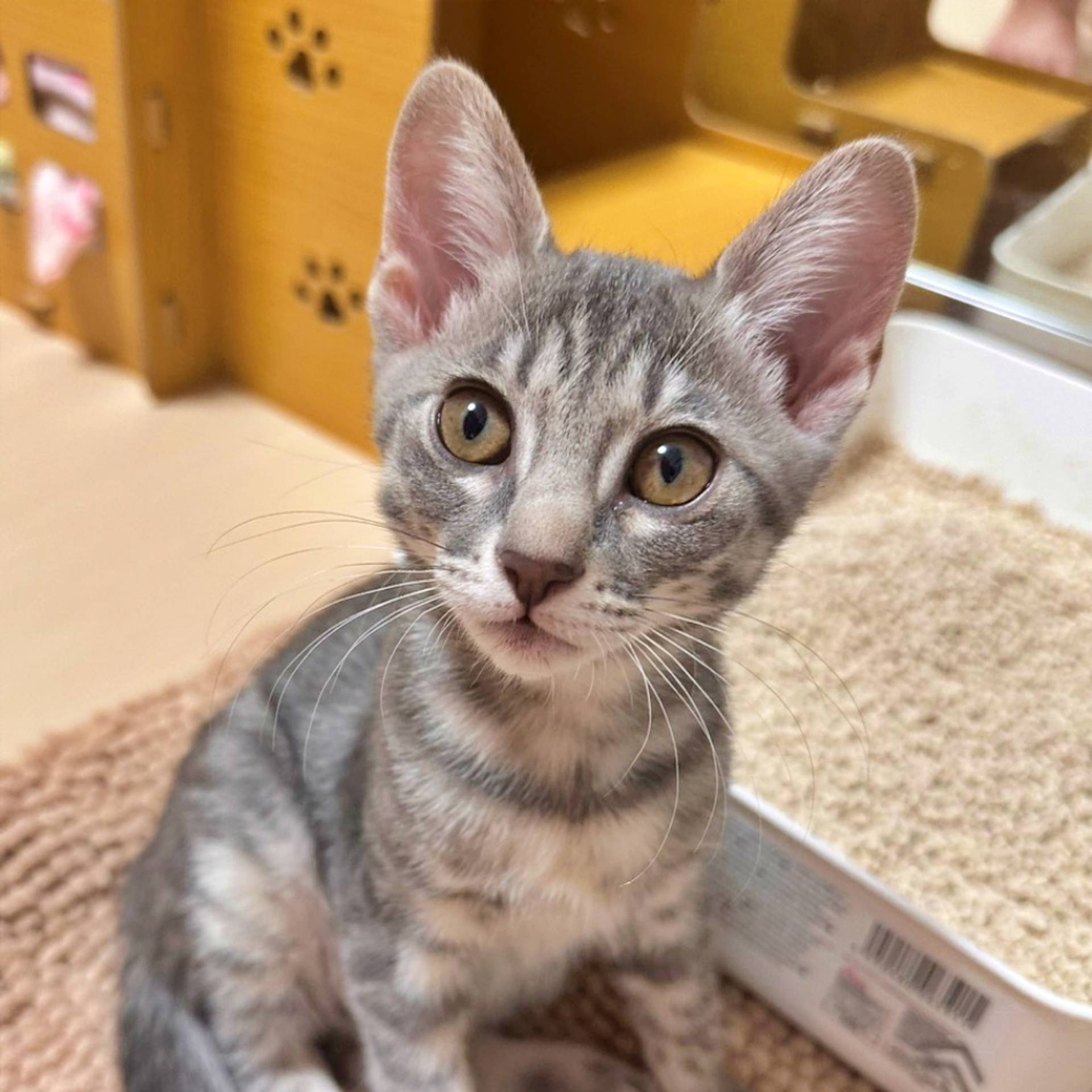 雑種（ミックス猫）・メスの里親募集の写真