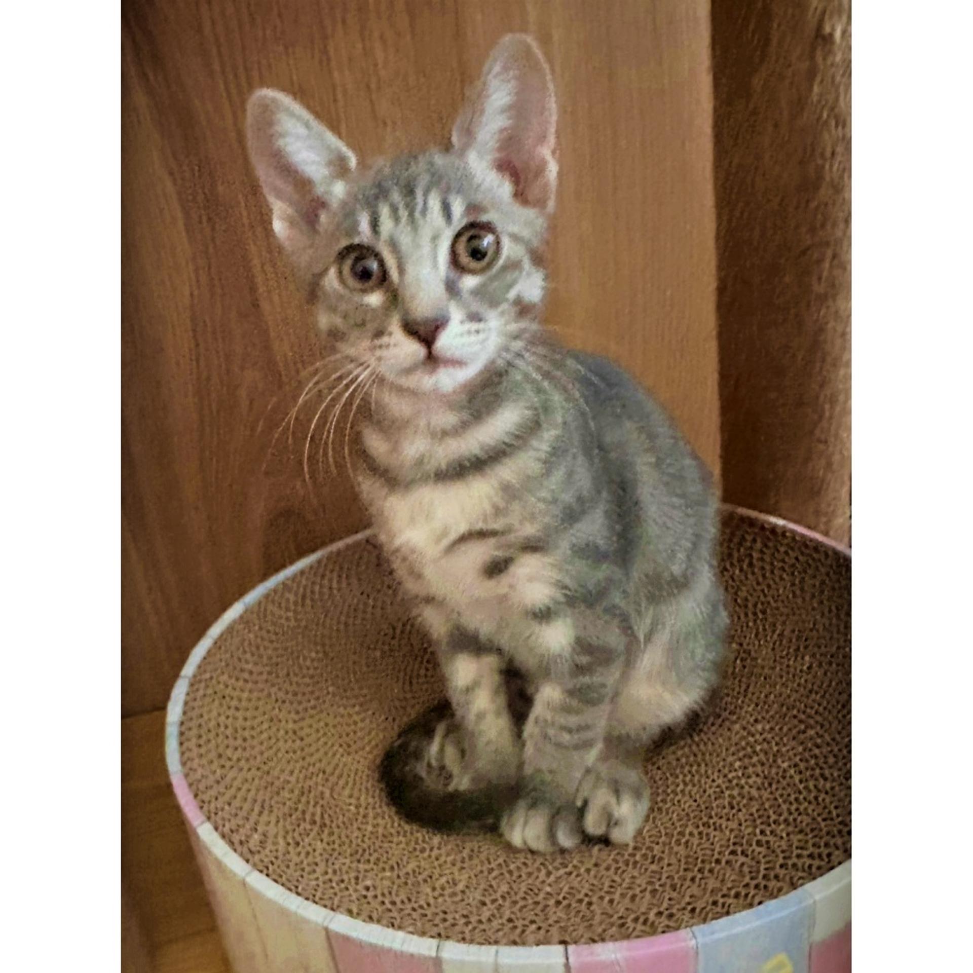 pet-image-4
