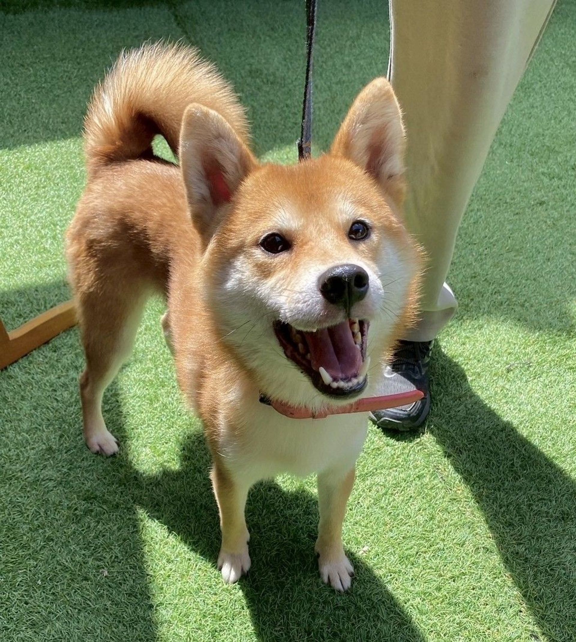 柴犬・オスの里親募集の写真