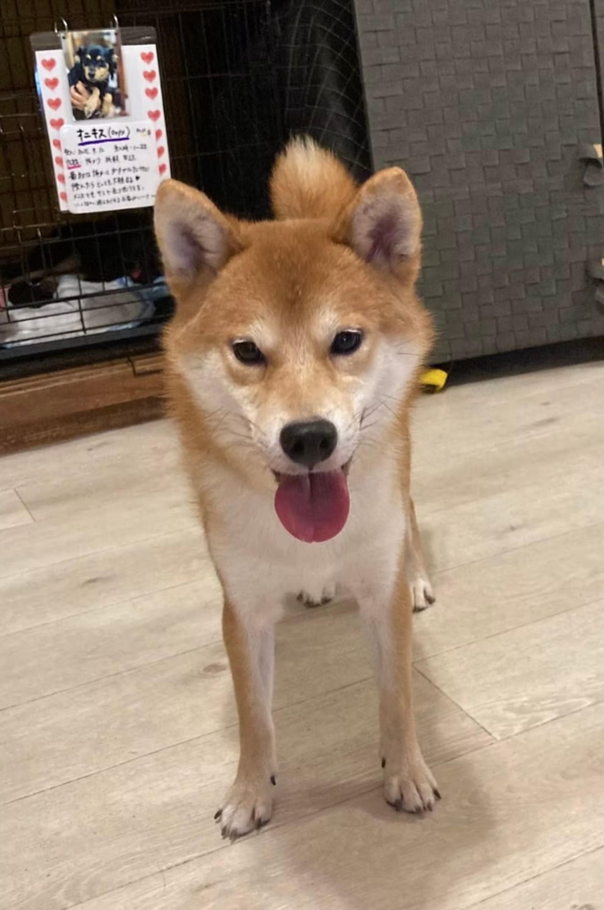 pet-image-3